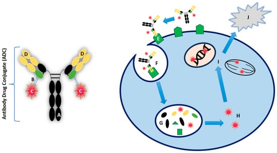 Cancers 16 03345 g002