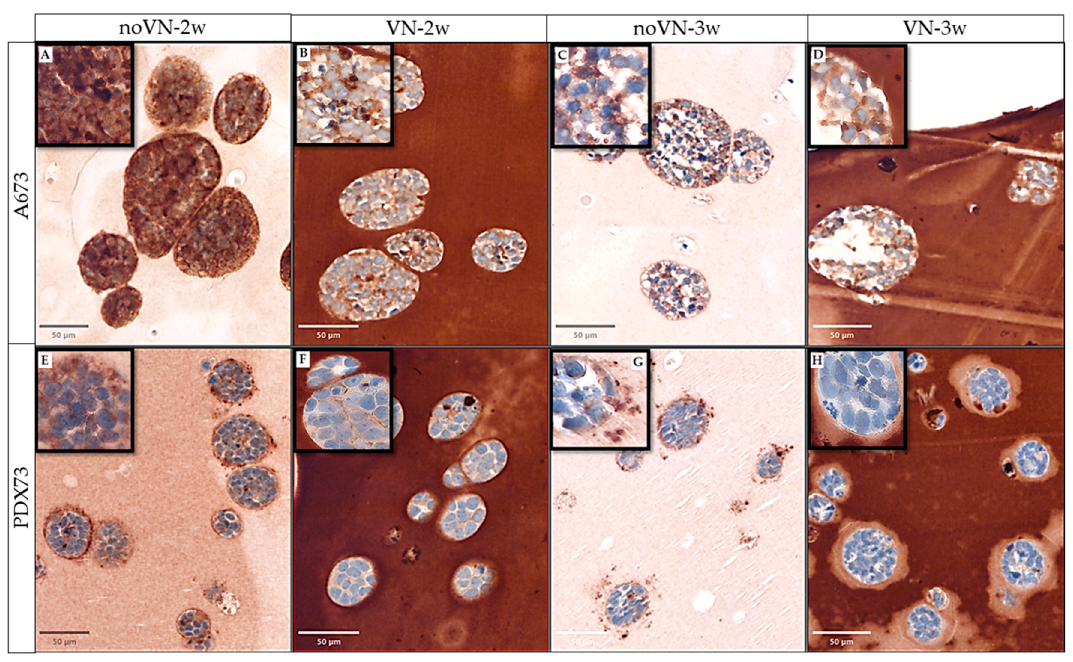 Cancers 16 03347 g002 Cancers 16 03347 g002