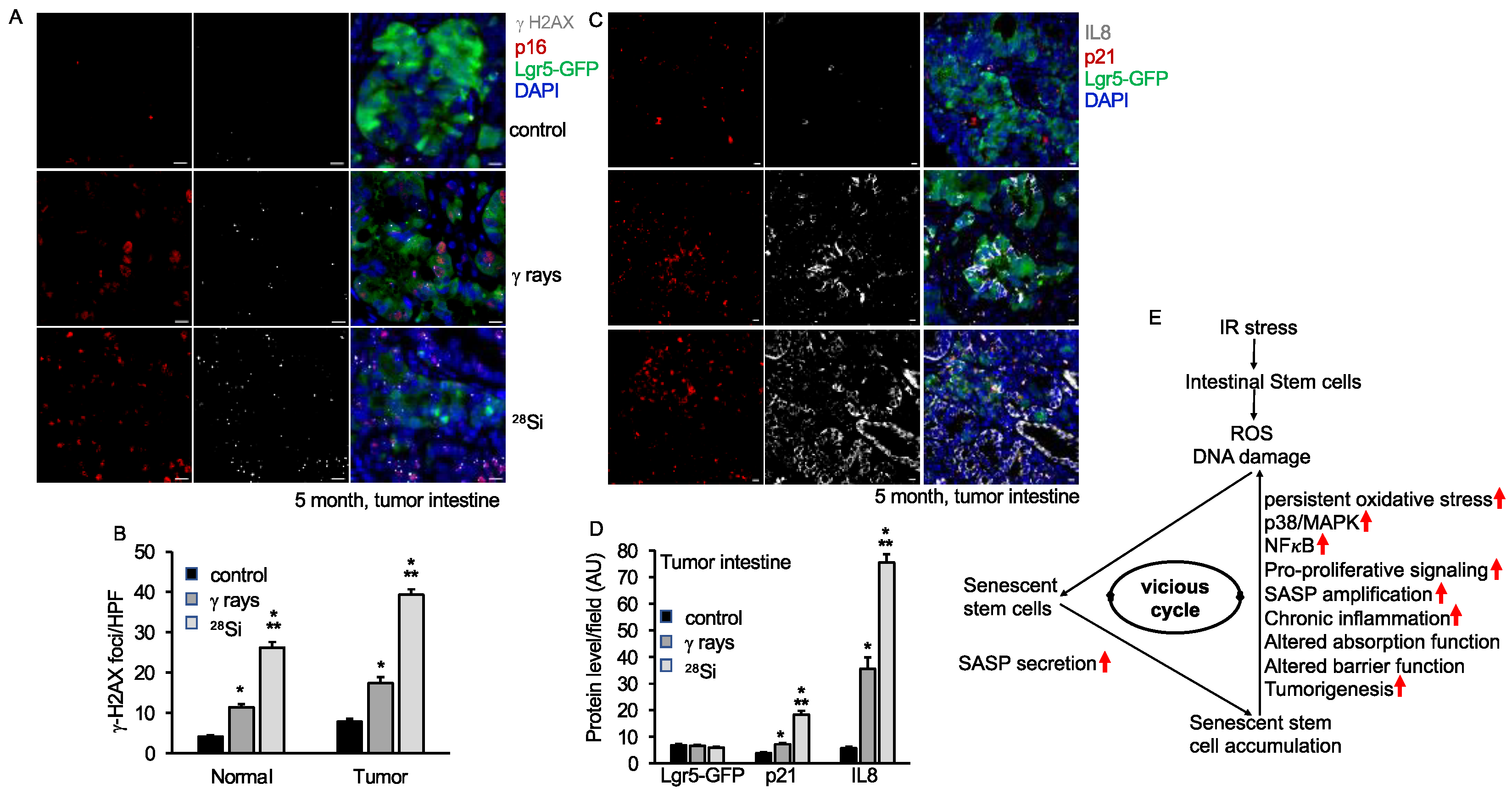 Cancers 16 03392 g007