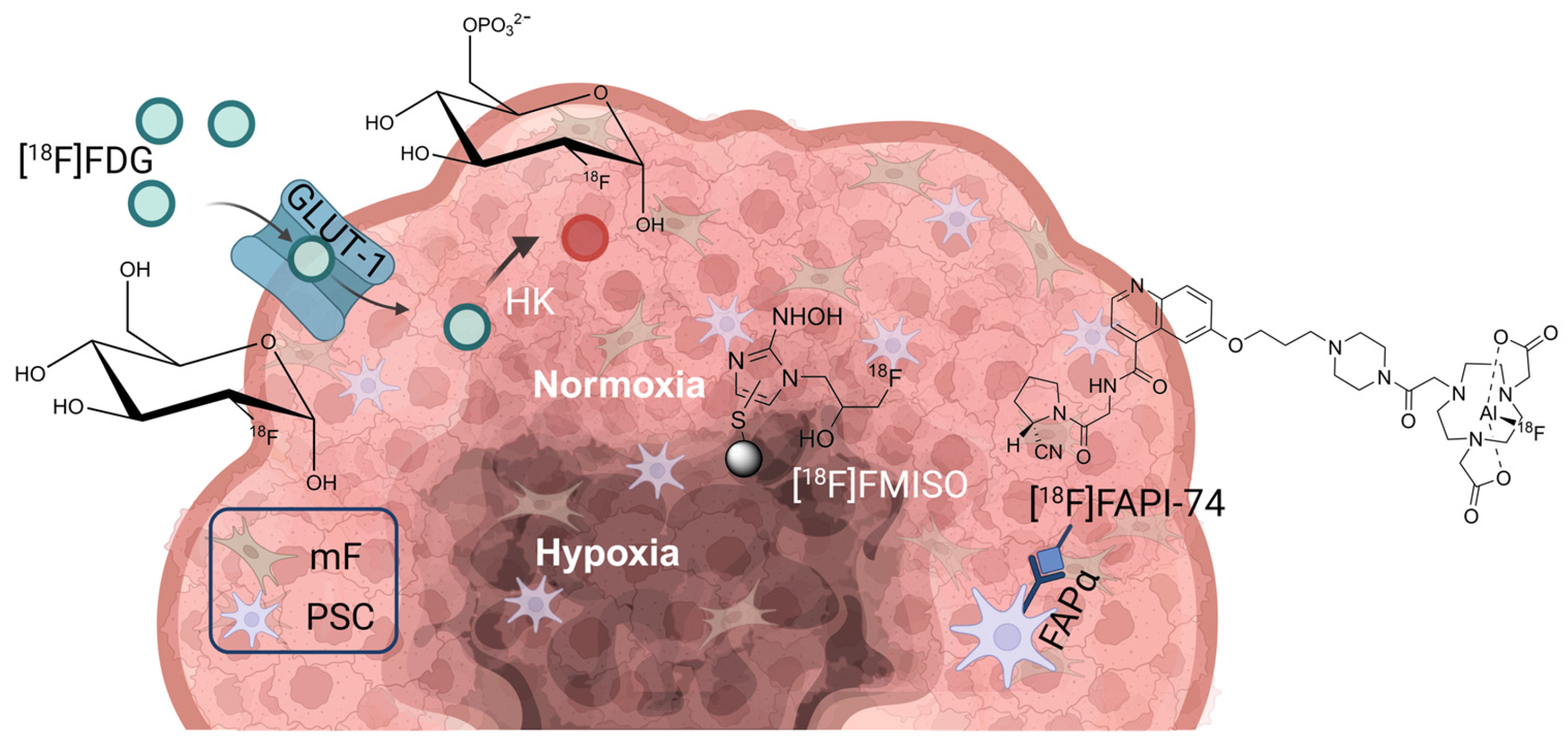F Fdg Combined PET Radiotracer Approach Reveals Insights into Stromal Cell ...