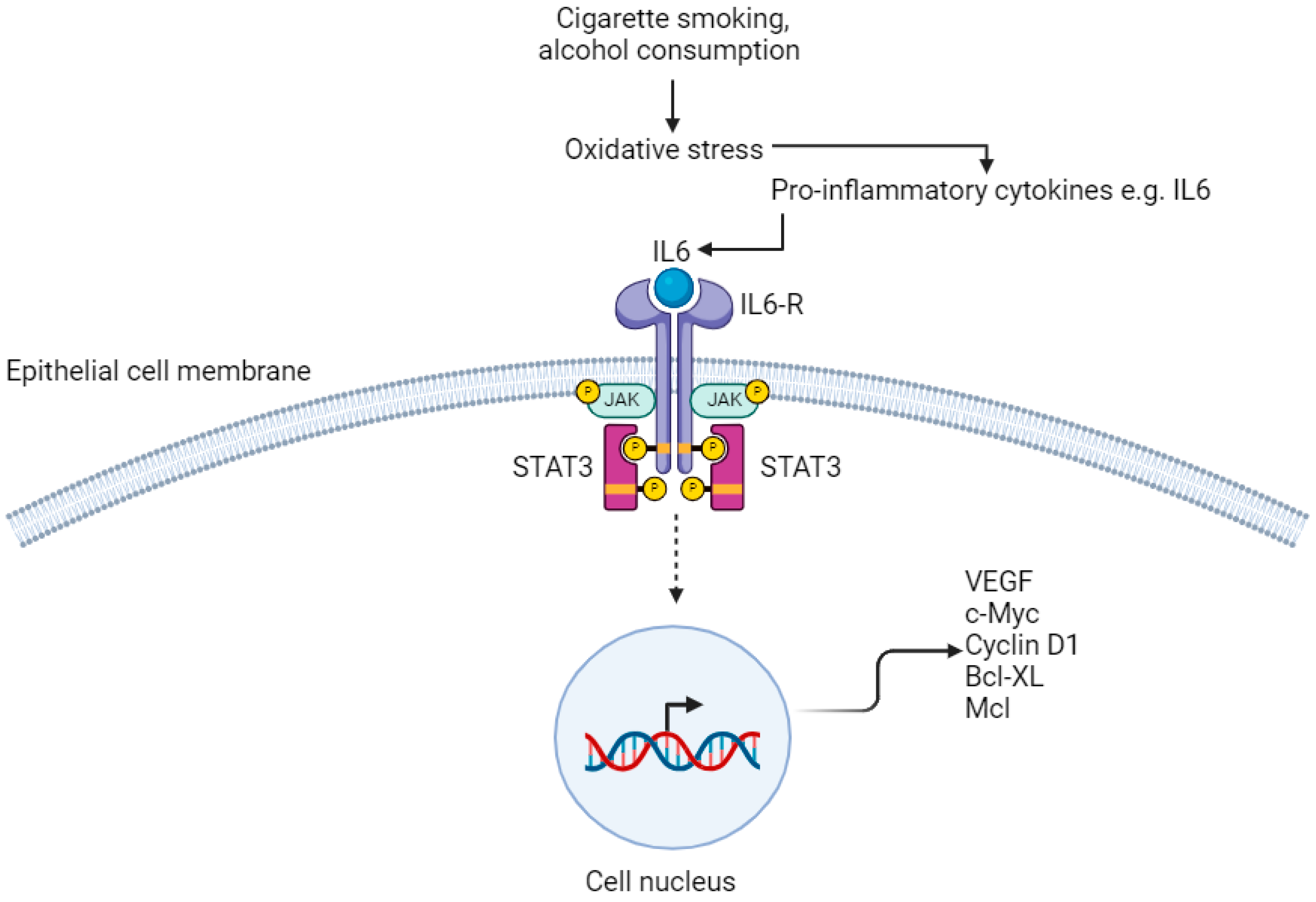 Cancers 16 03426 g003