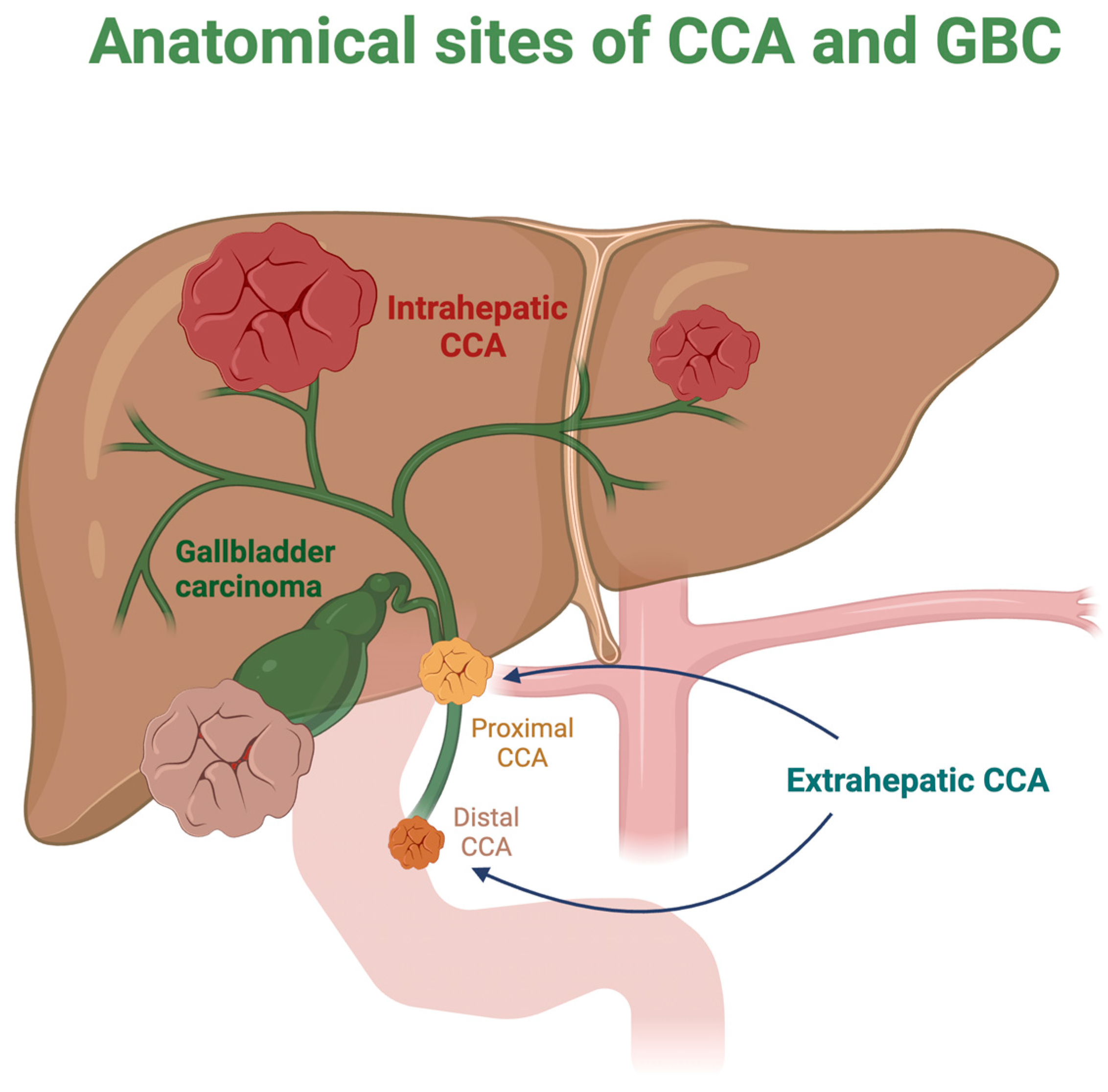 Cancers 16 03432 g001 Cancers 16 03432 g001