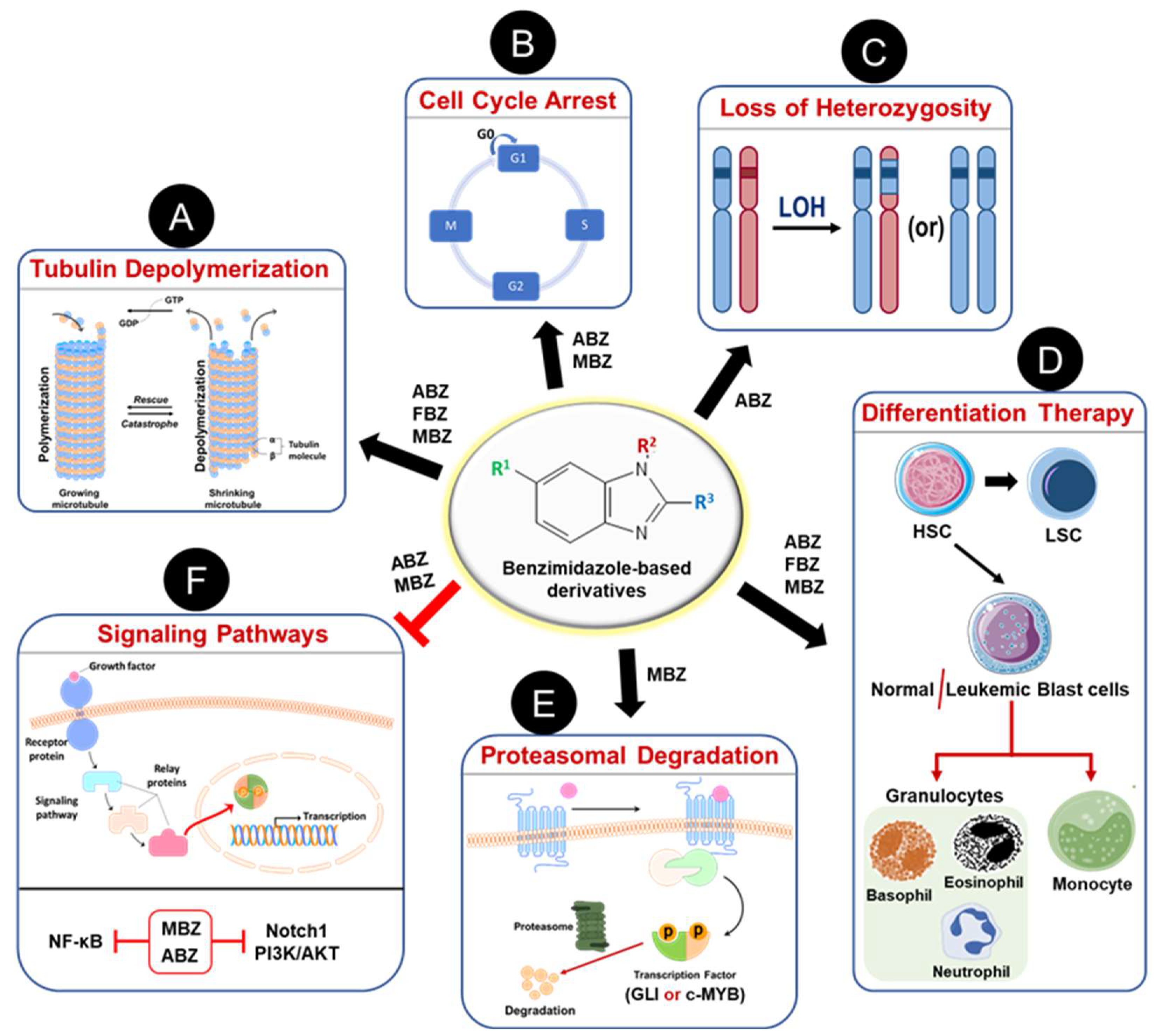 Cancers 16 03454 g004