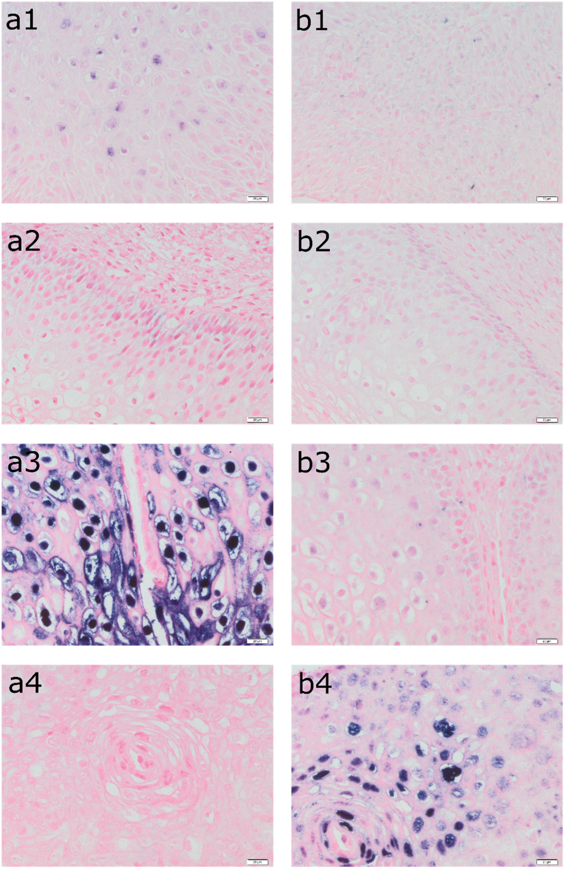 Cancers 16 03485 g001