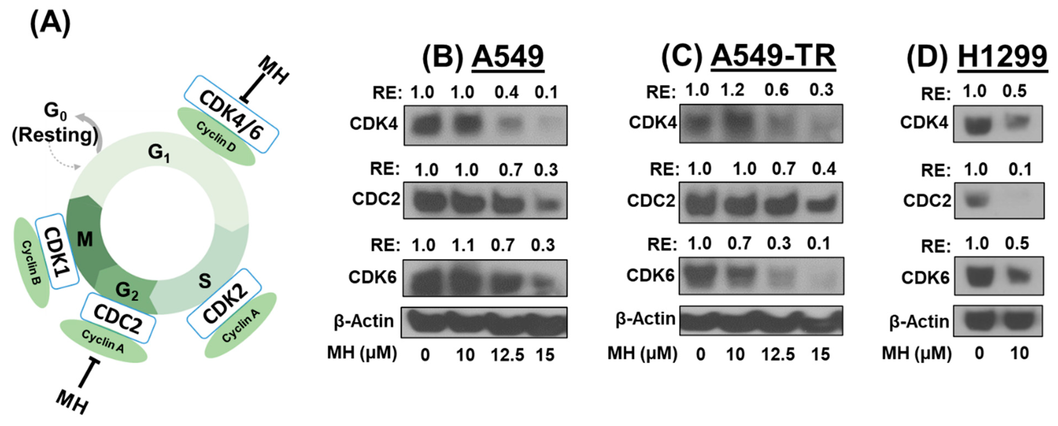 Cancers 16 03572 g003