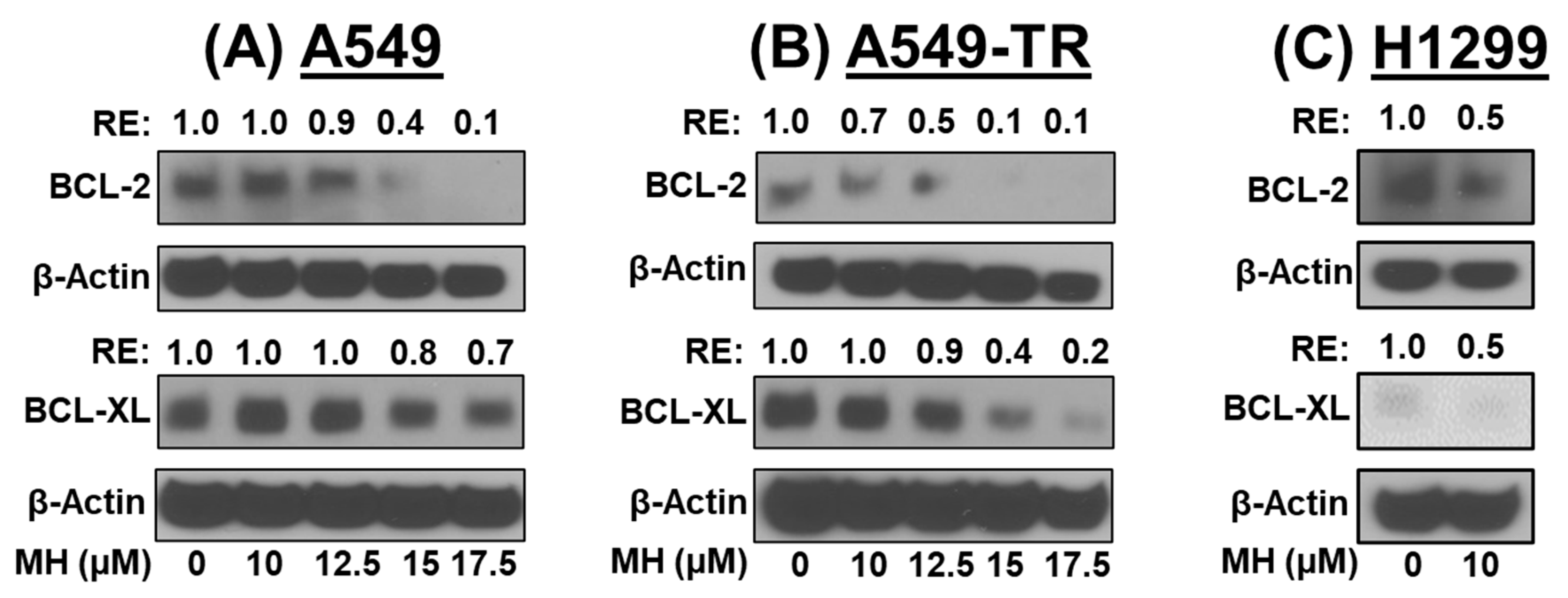 Cancers 16 03572 g004