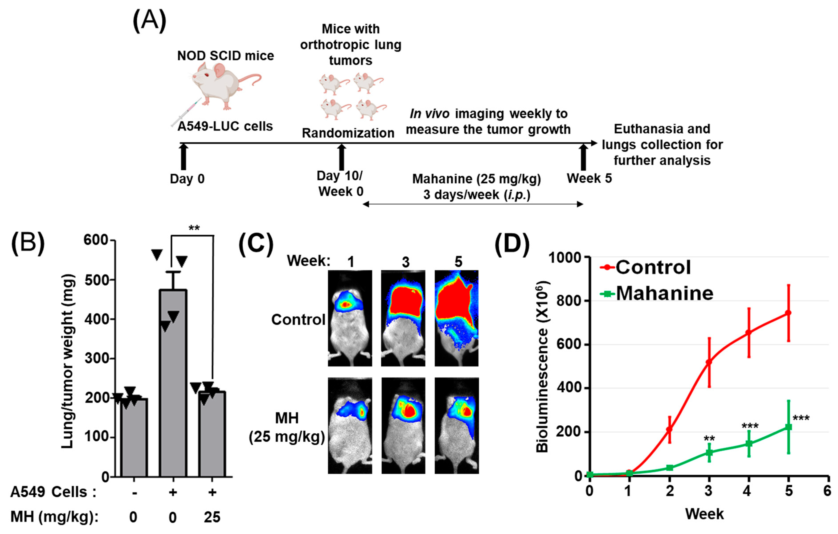 Cancers 16 03572 g007