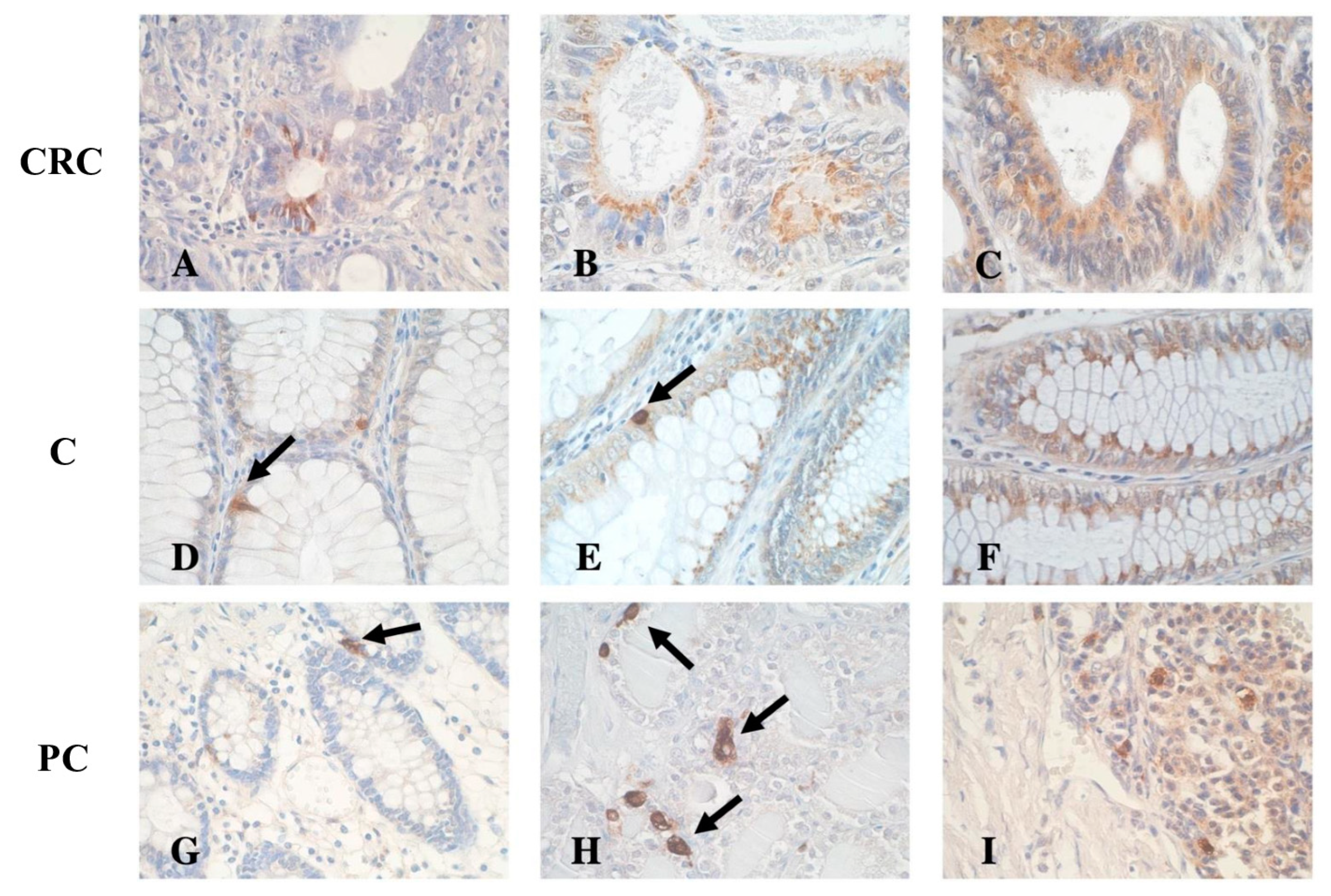 Cancers 16 03584 g001