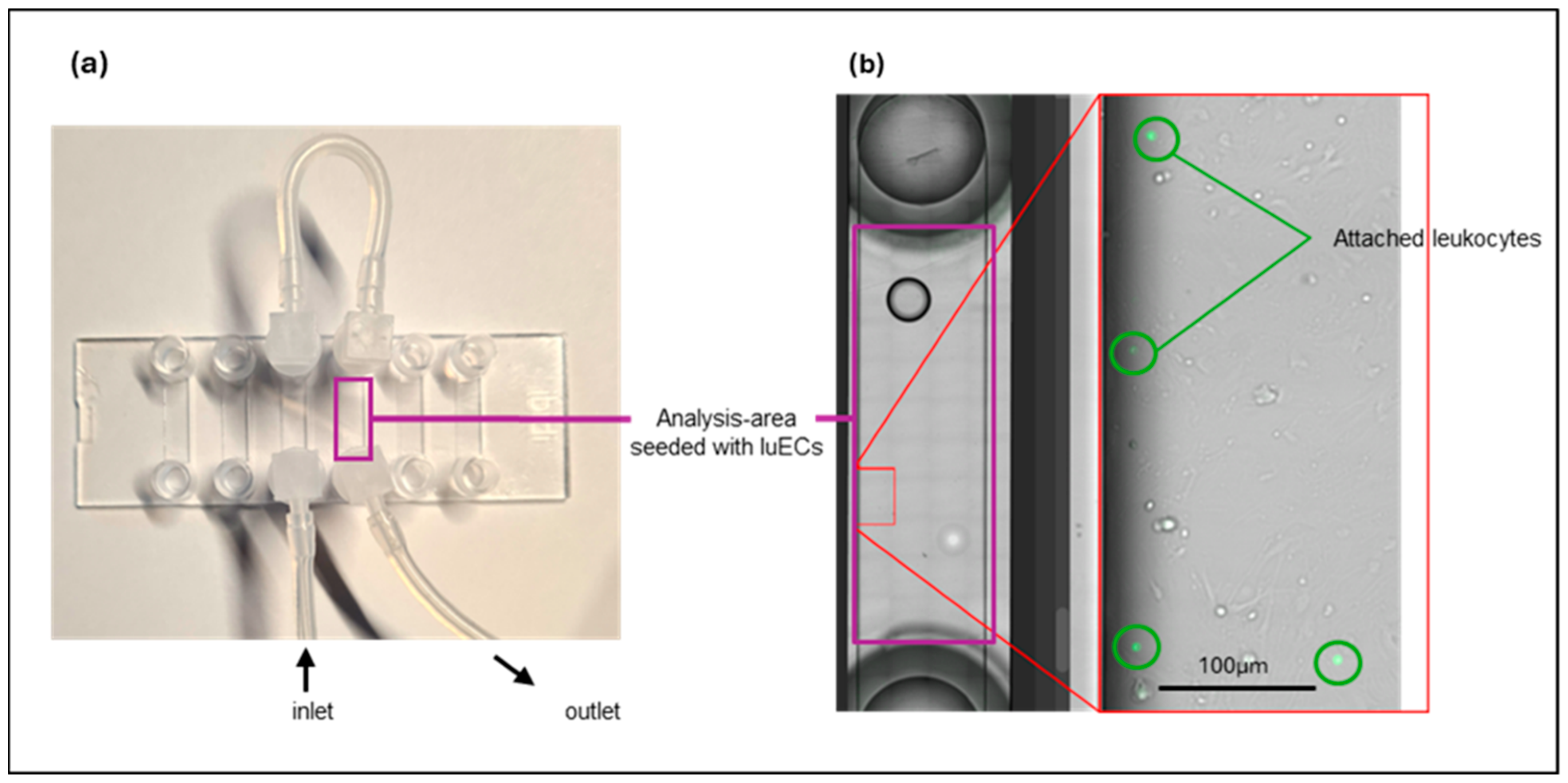Cancers 16 03589 g0a1
