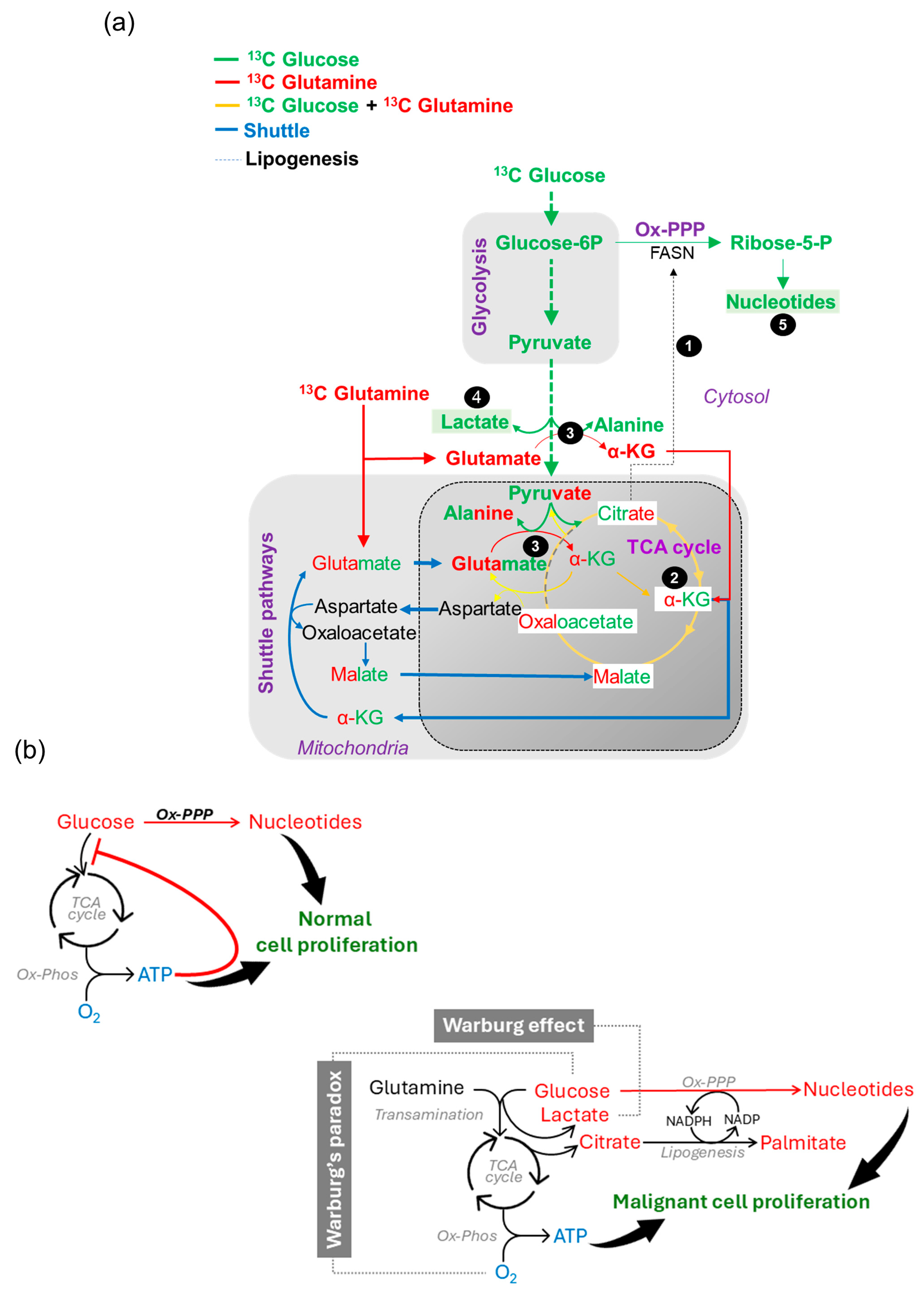 Cancers 16 03606 g009