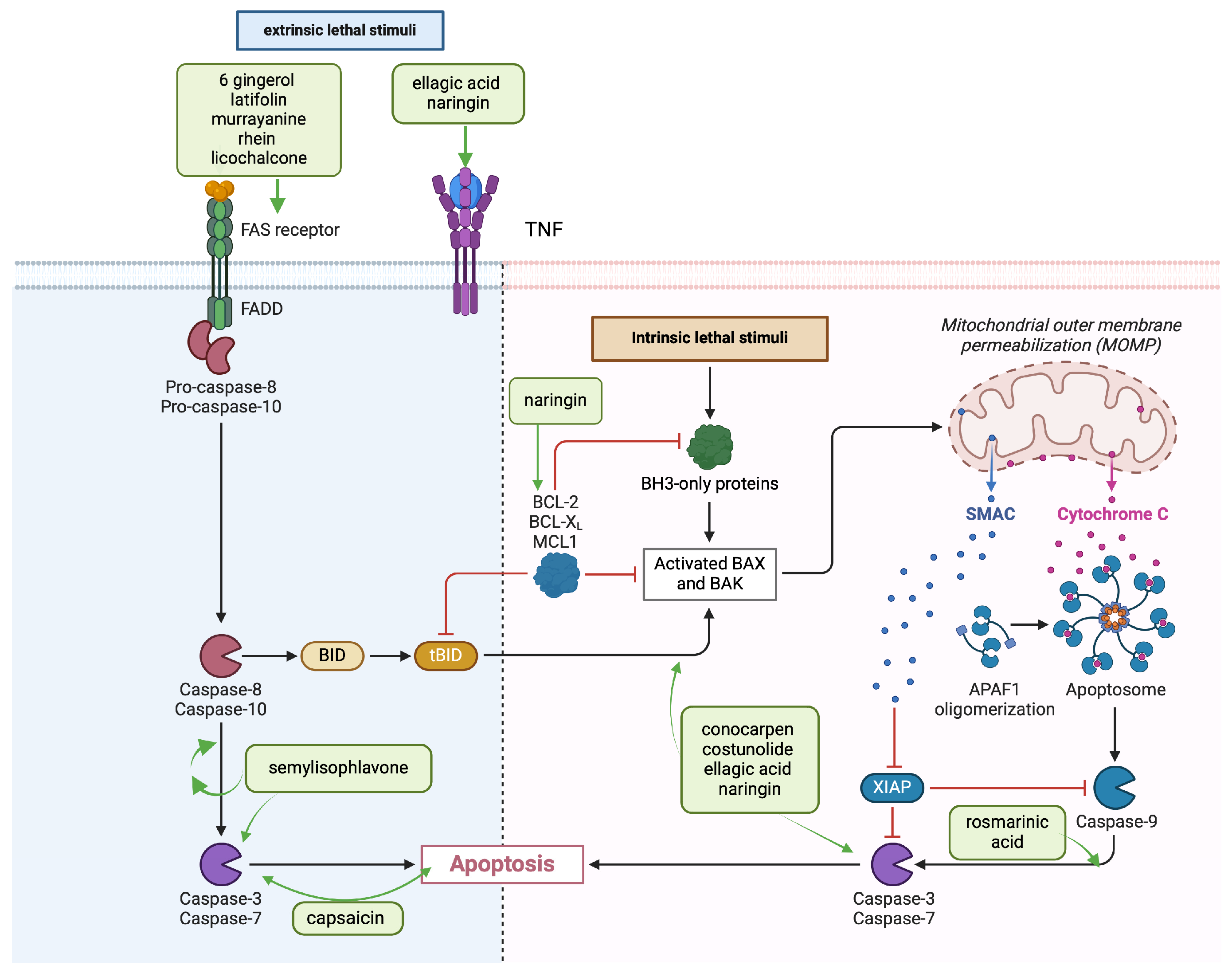 Cancers 16 03612 g002 Cancers 16 03612 g002
