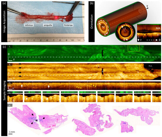 Cancers 16 03618 g001