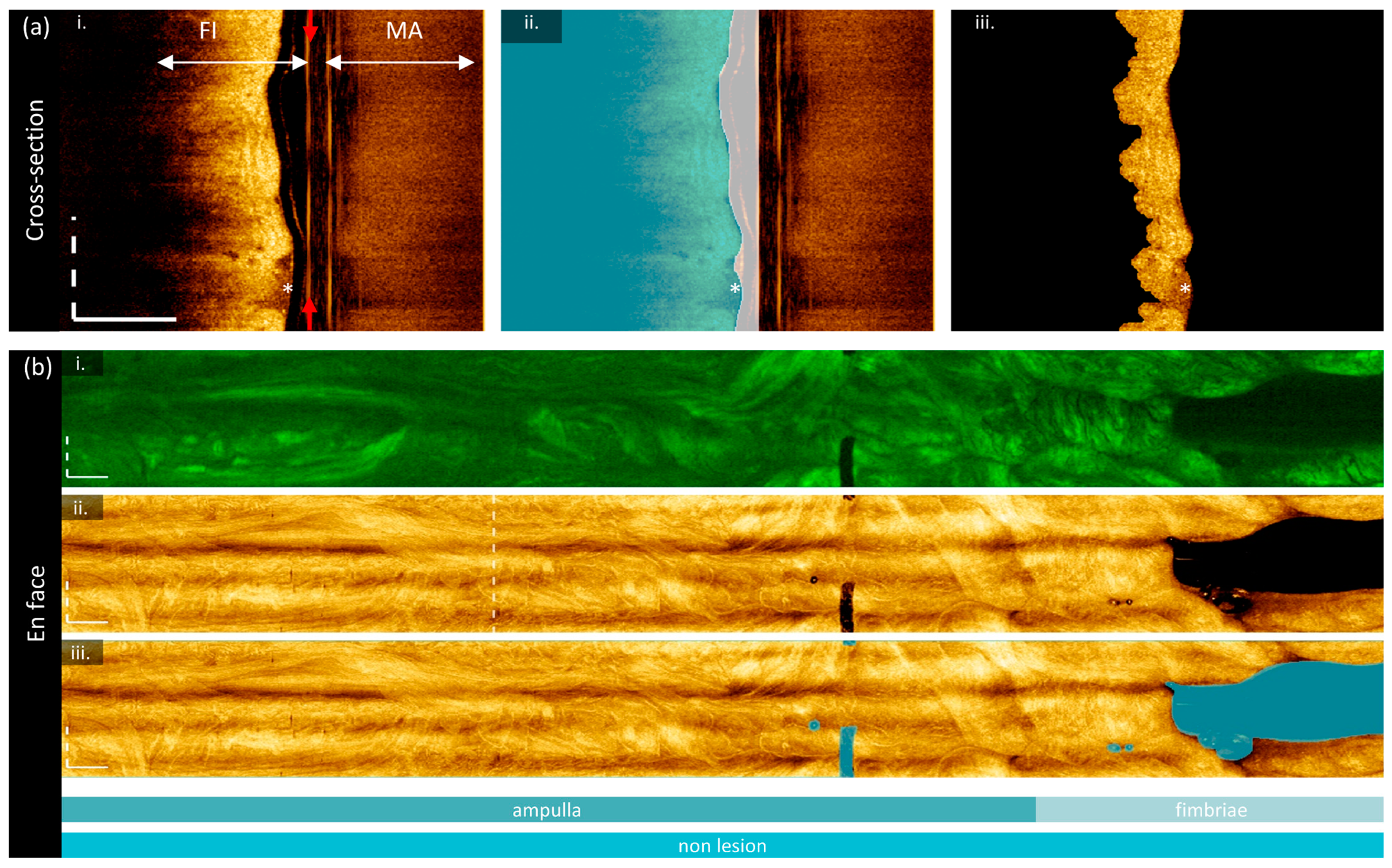 Cancers 16 03618 g002