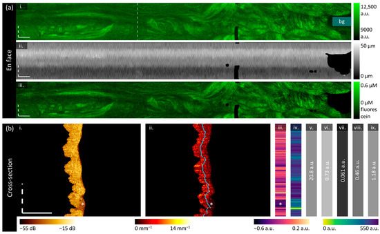 Cancers 16 03618 g003