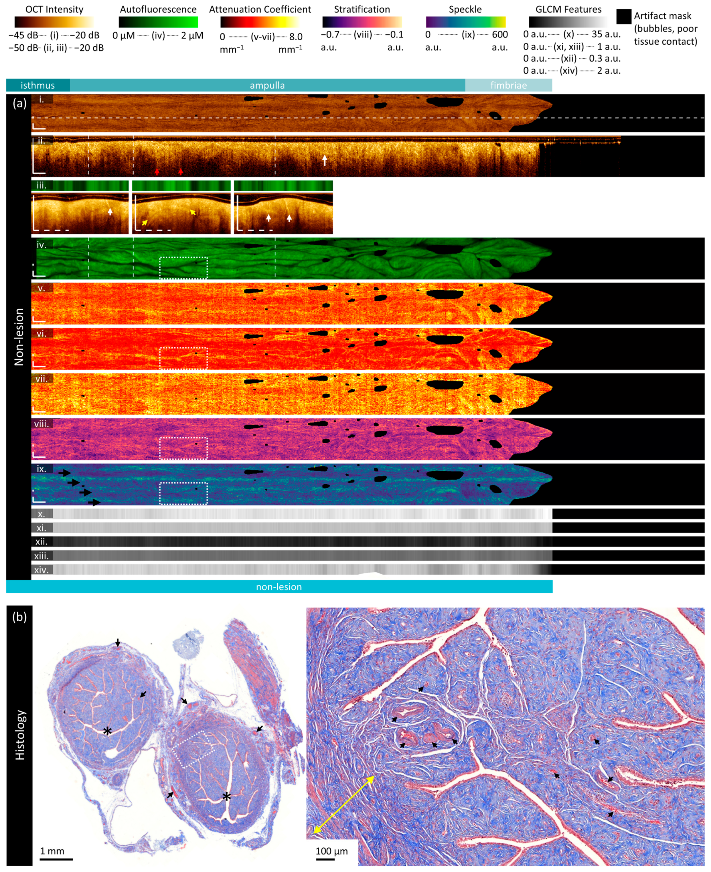 Cancers 16 03618 g004