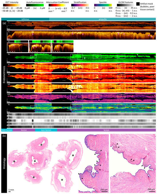 Cancers 16 03618 g007