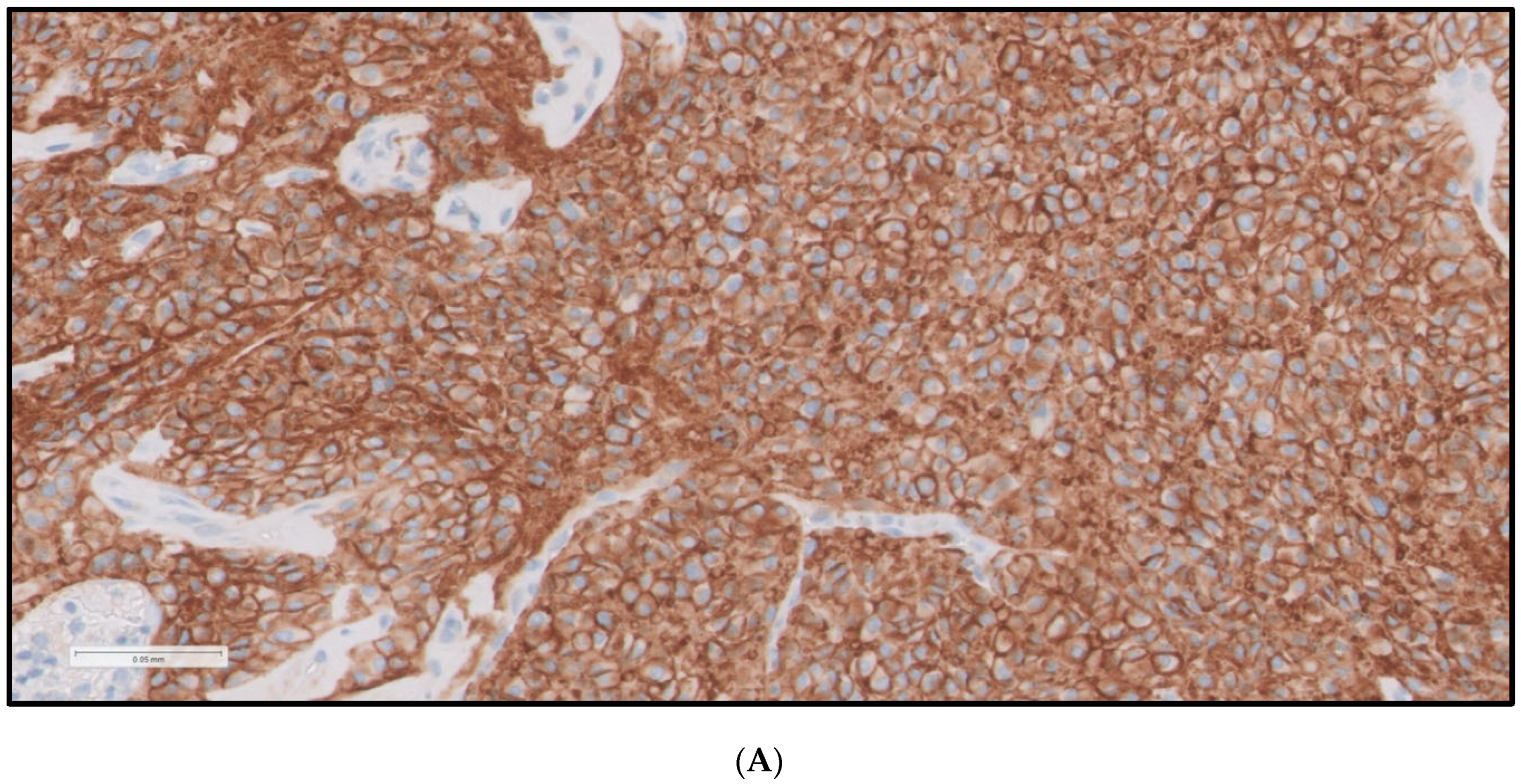 Cancers 16 03632 g001a