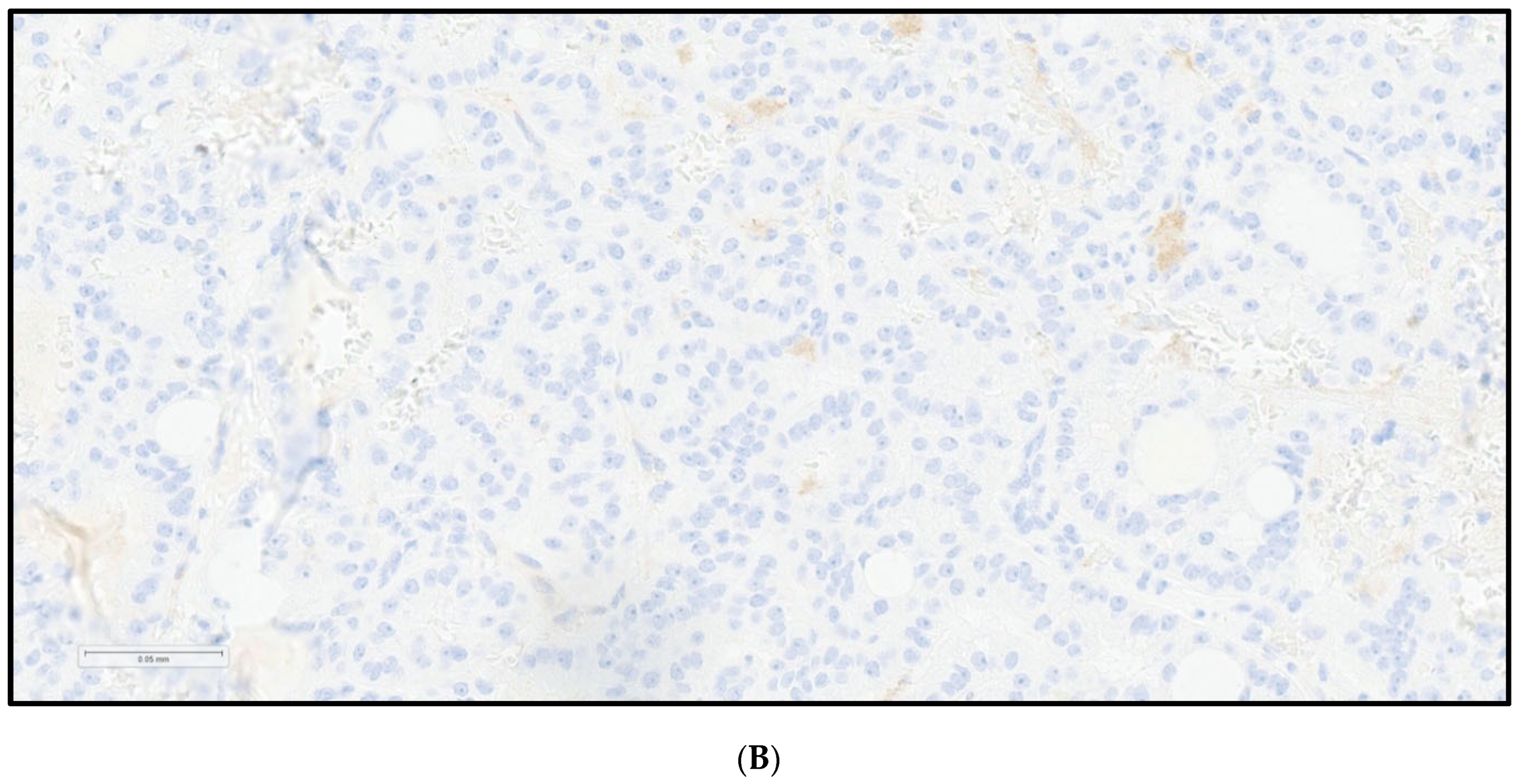 Cancers 16 03632 g001b