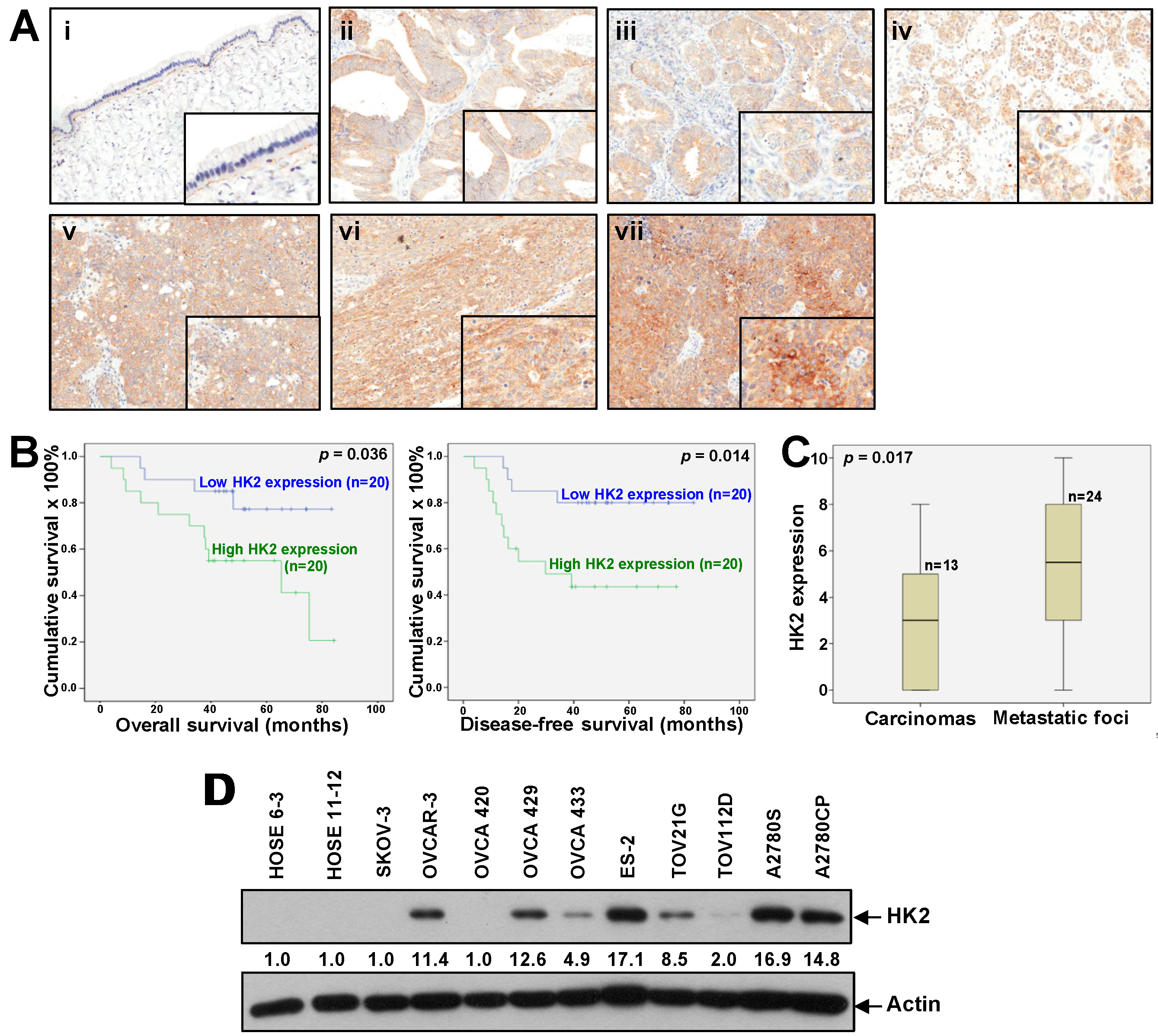 Cancers 16 03633 g001