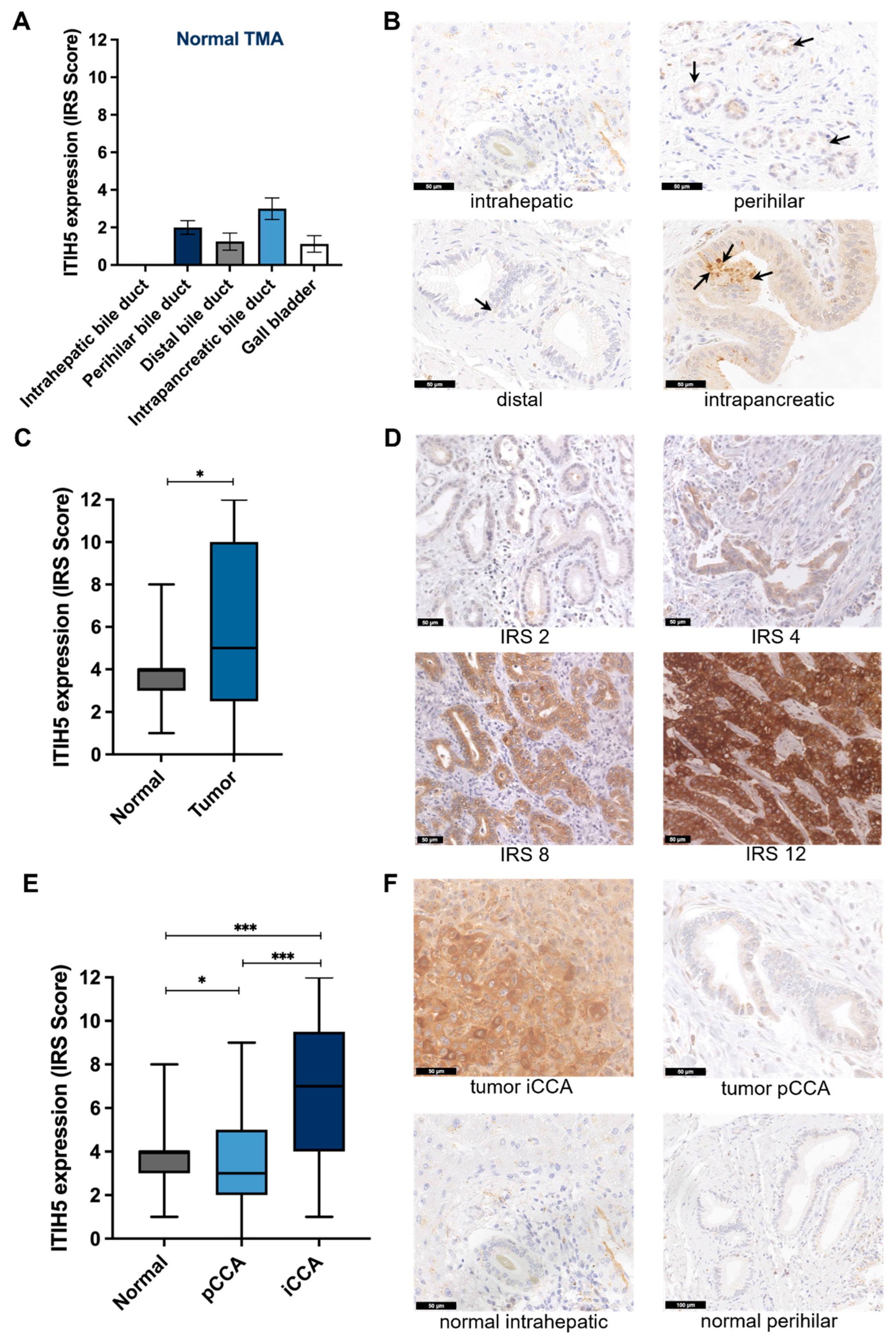 Cancers 16 03647 g001