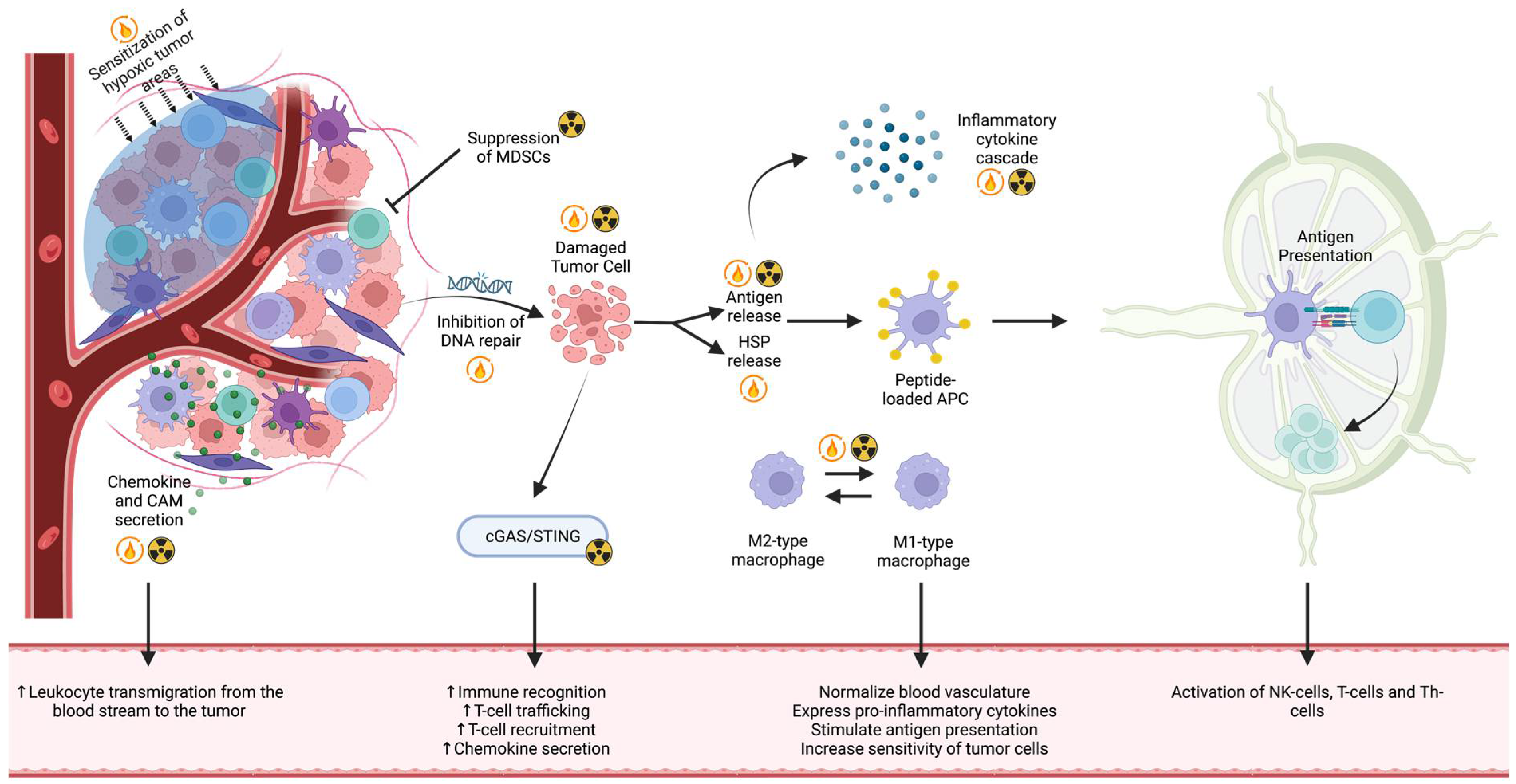 Cancers 16 03656 g004