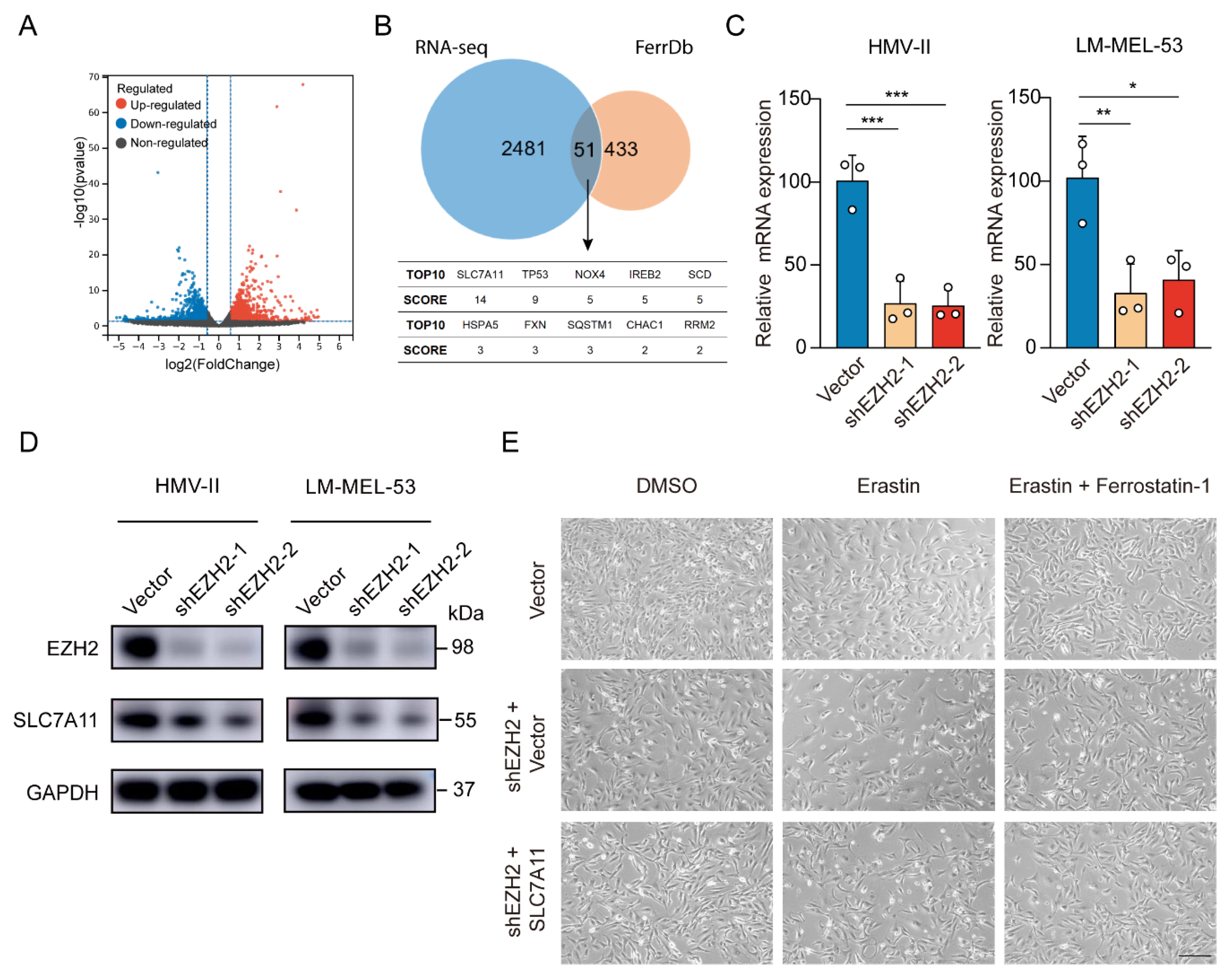 Cancers 16 03660 g005