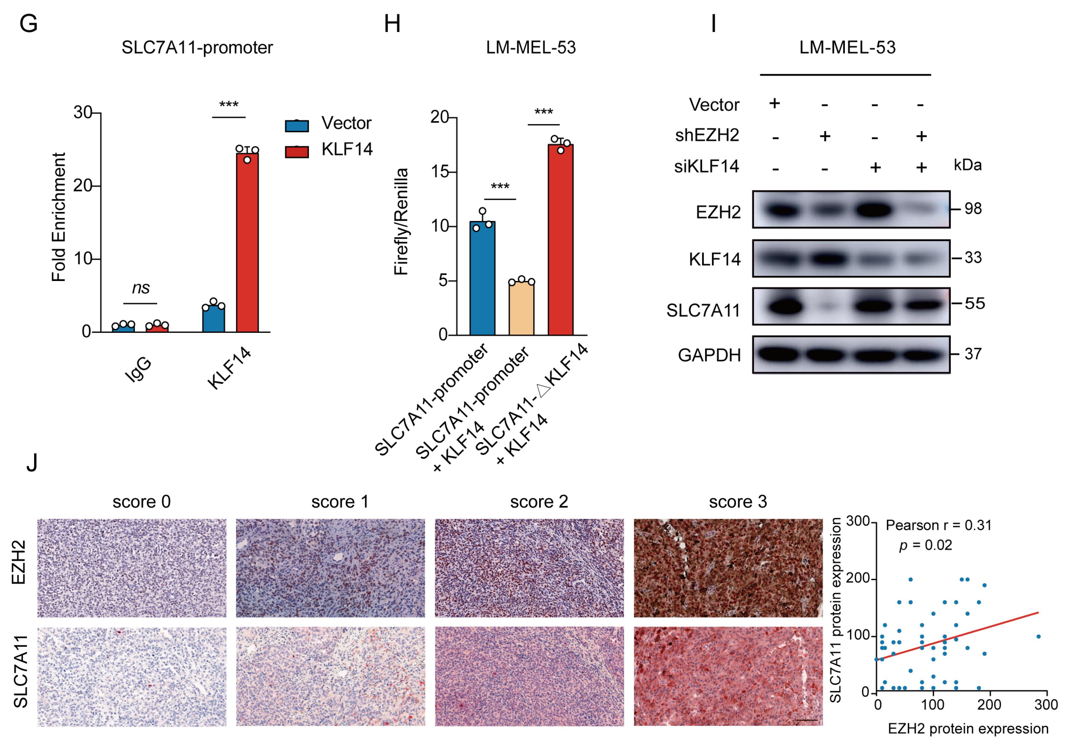 Cancers 16 03660 g006b