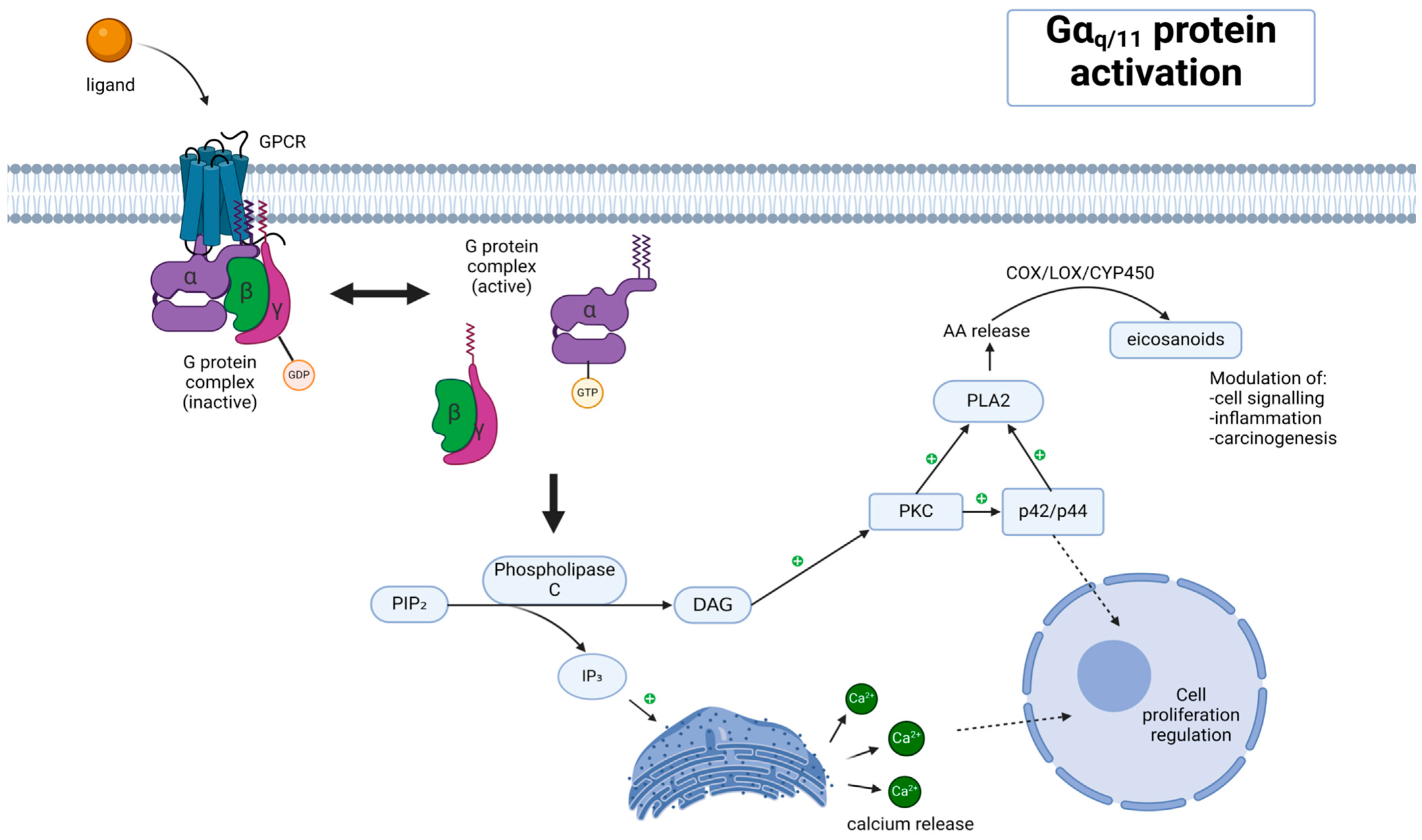 Cancers 16 03672 g001