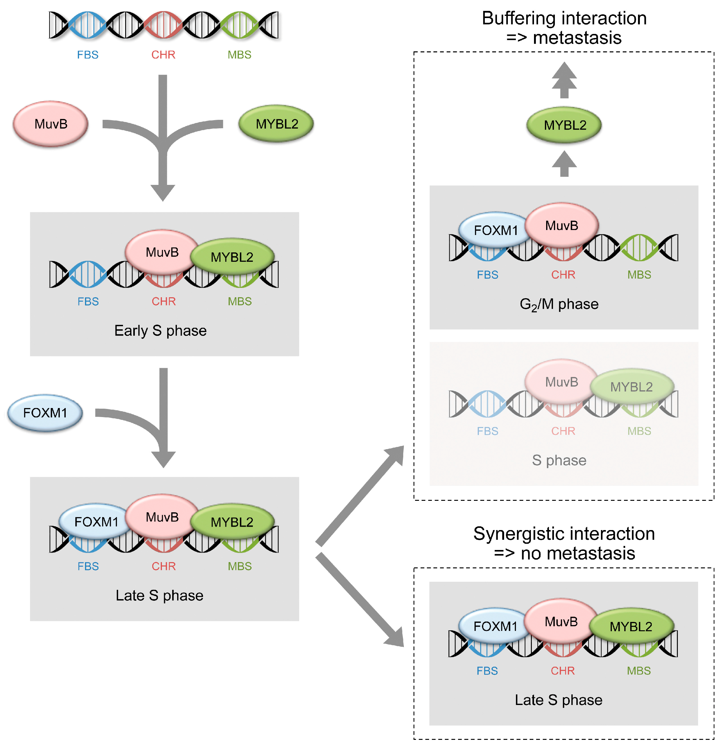 Cancers 16 03684 g007