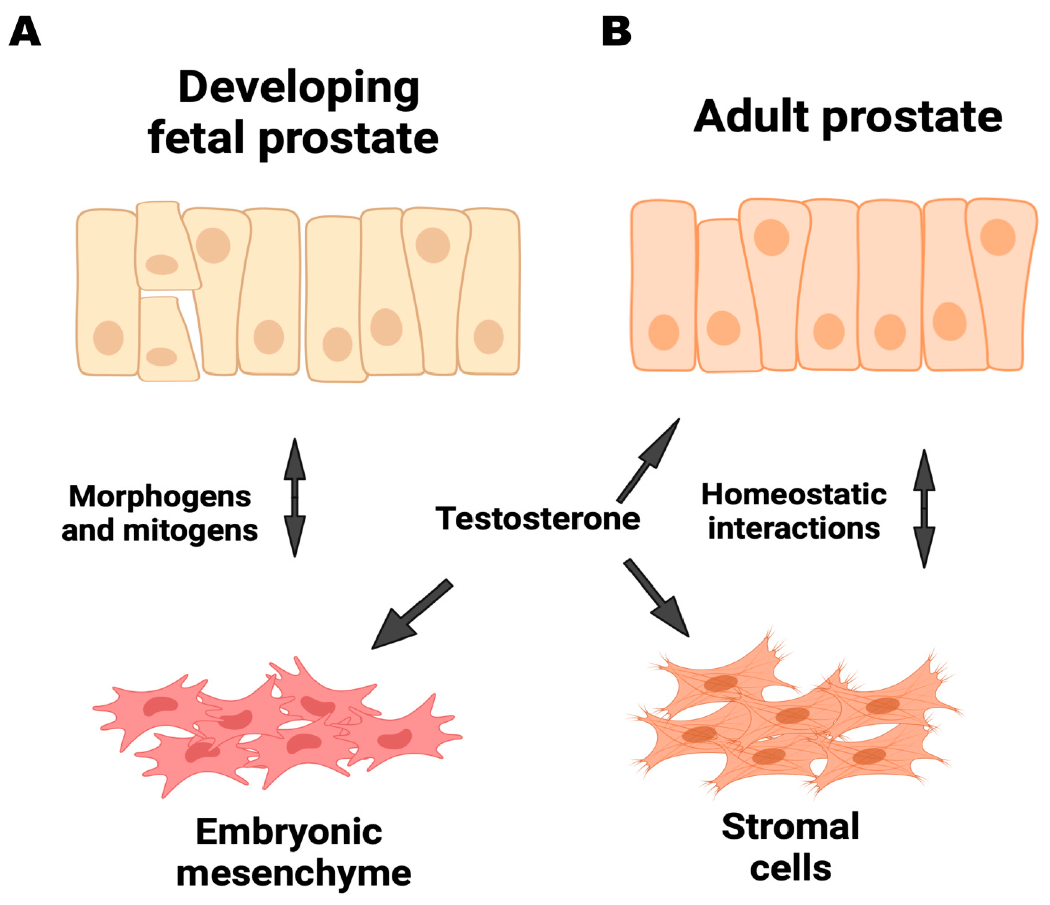 Cancers 16 03685 g001