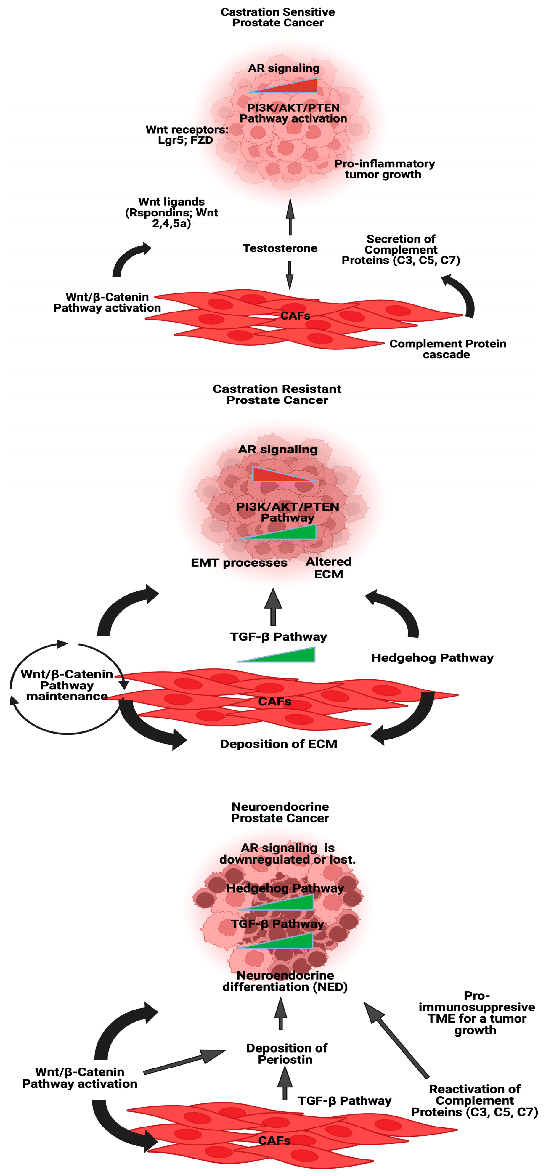 Cancers 16 03685 g003