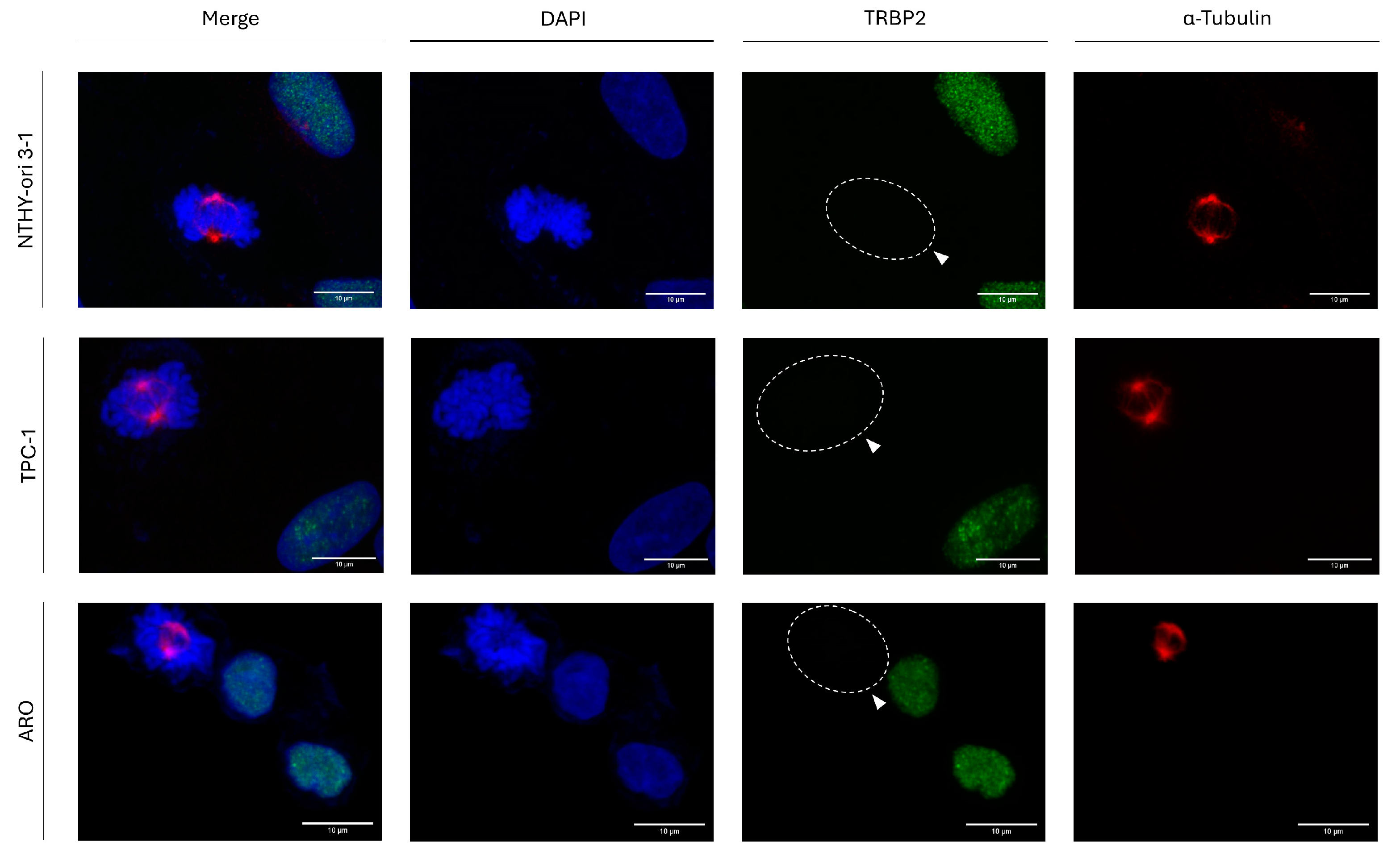 Cancers 16 03701 g002