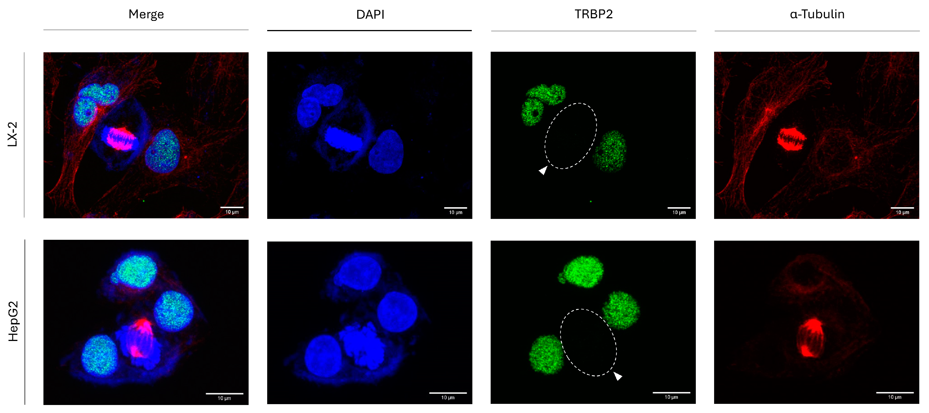 Cancers 16 03701 g006