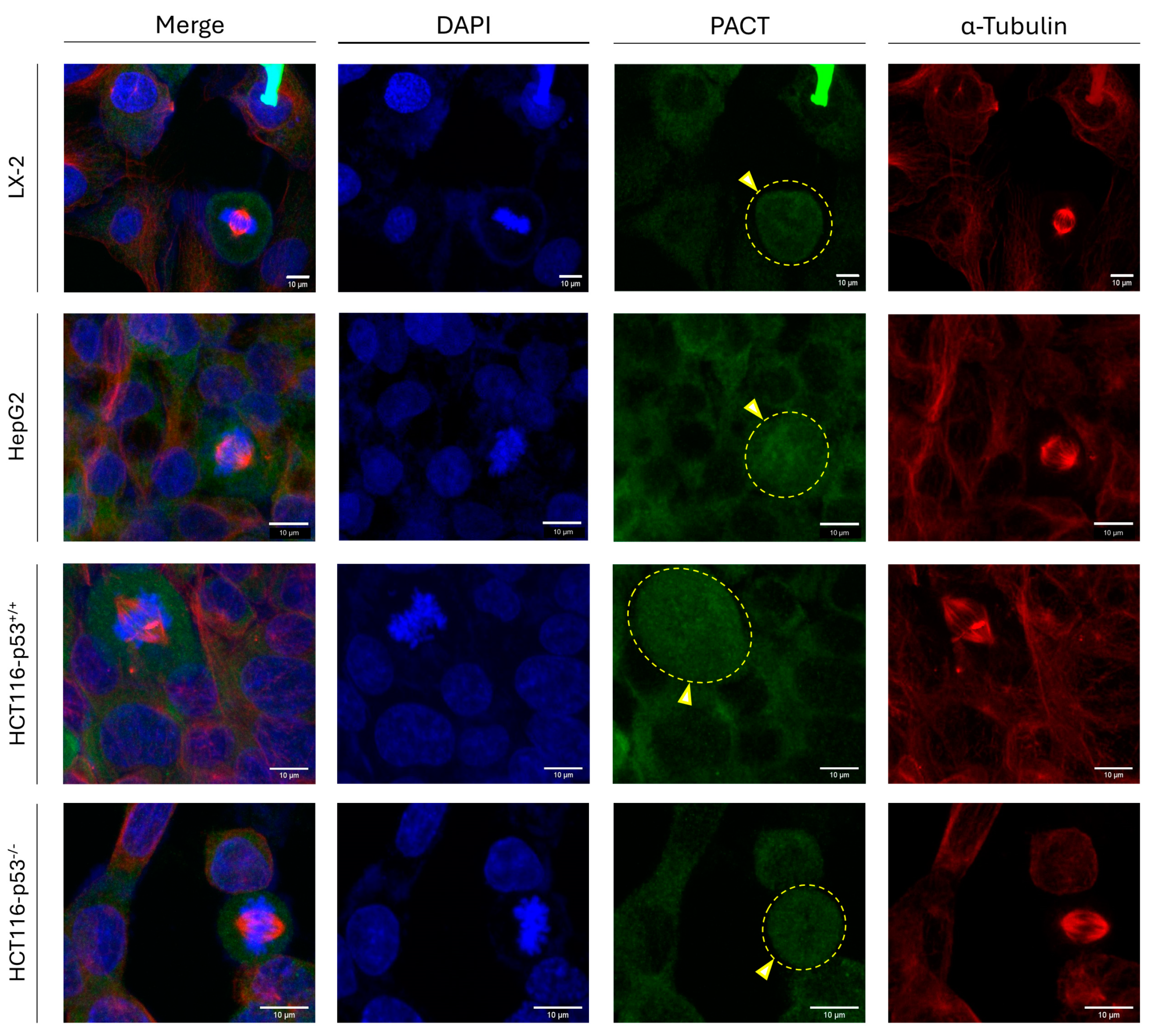 Cancers 16 03701 g008