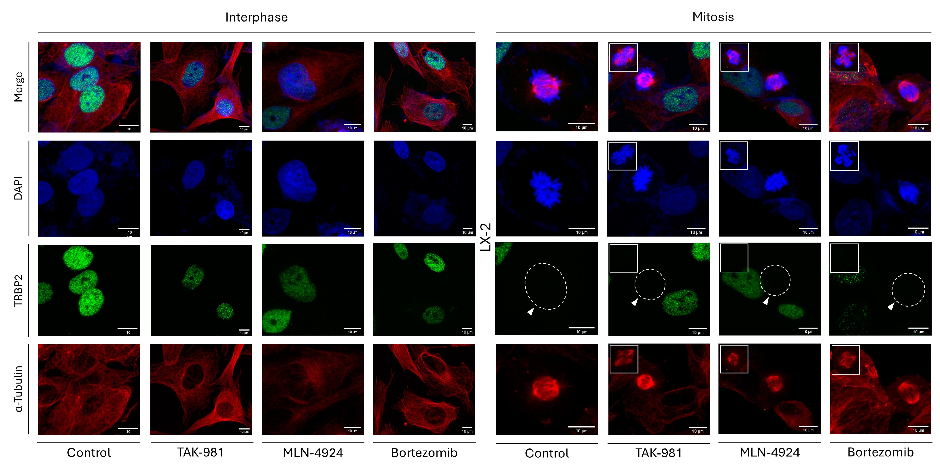 Cancers 16 03701 g010