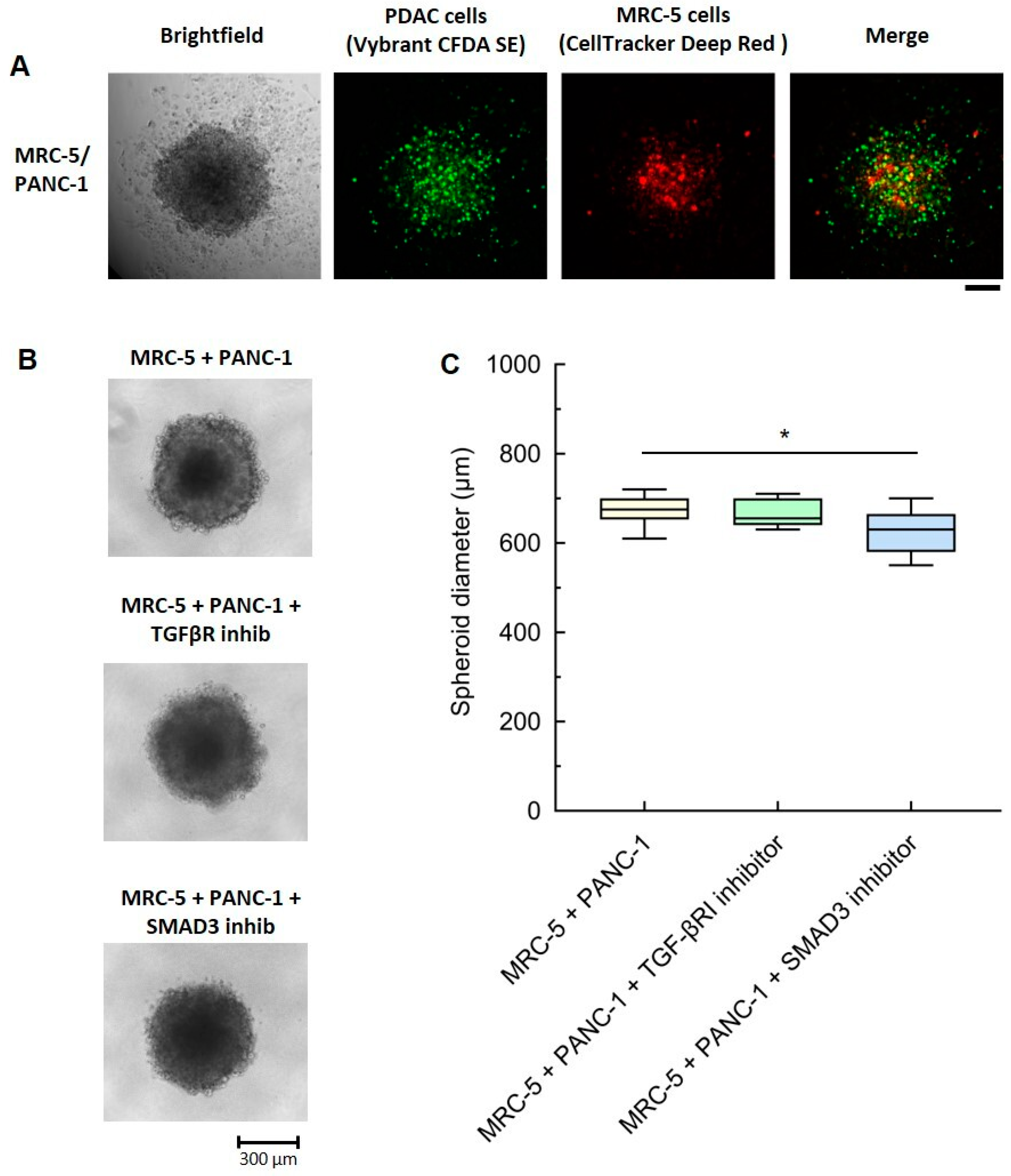 Cancers 16 03705 g004