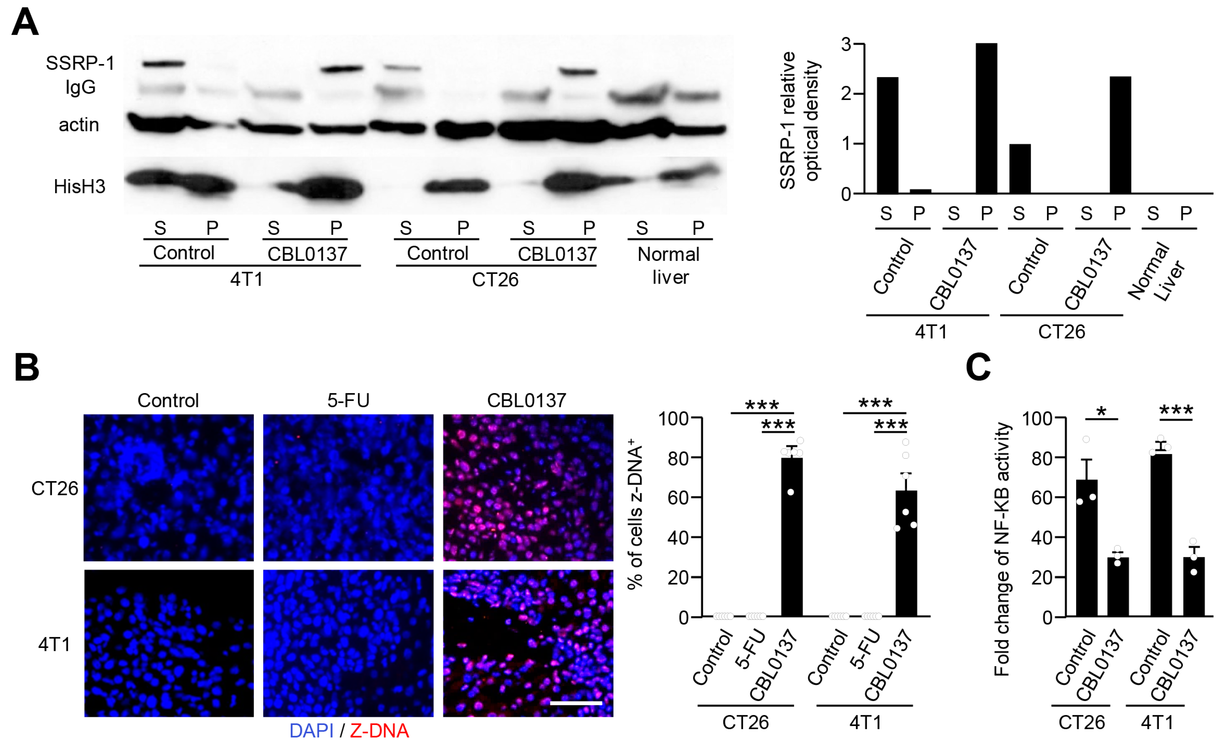 Cancers 16 03711 g004