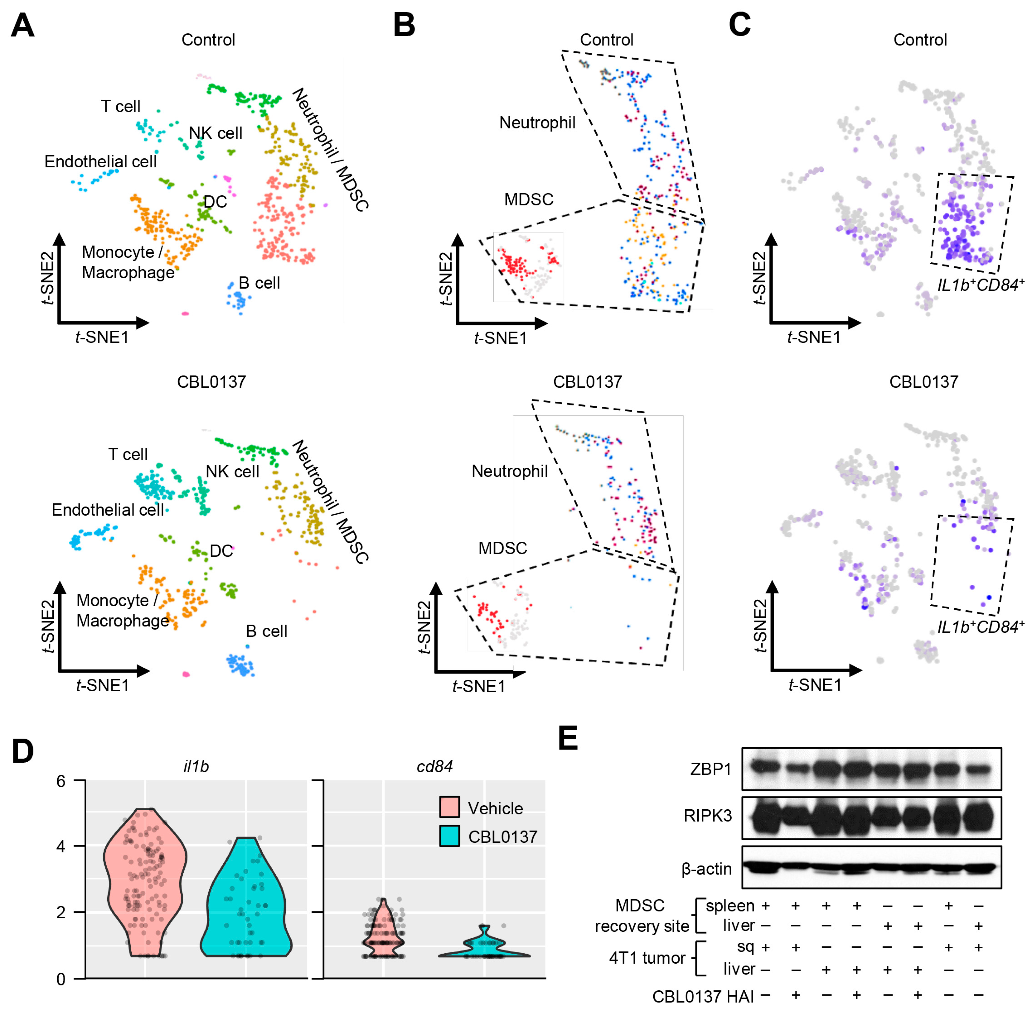 Cancers 16 03711 g008a