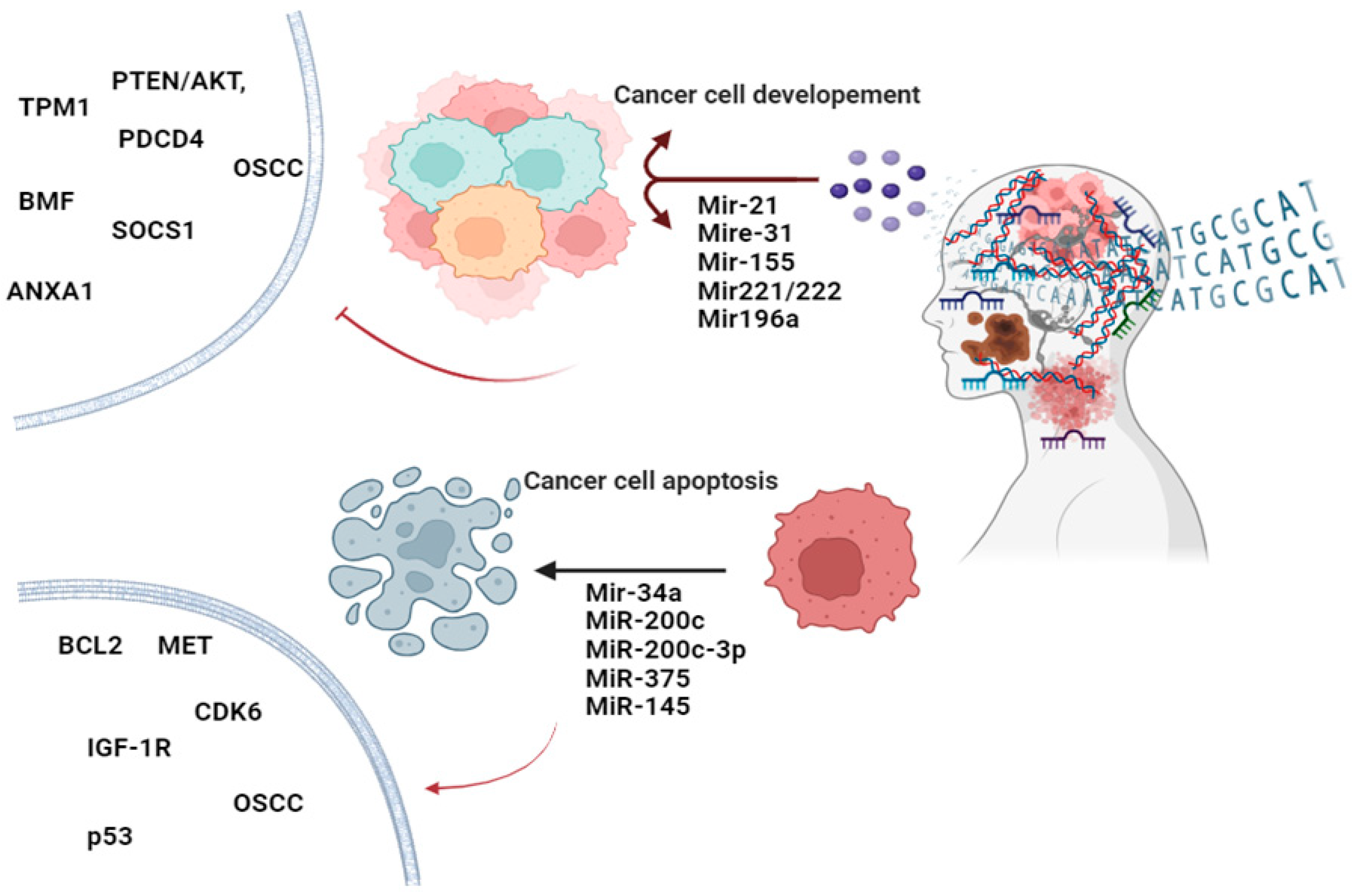 Cancers 16 03716 g002