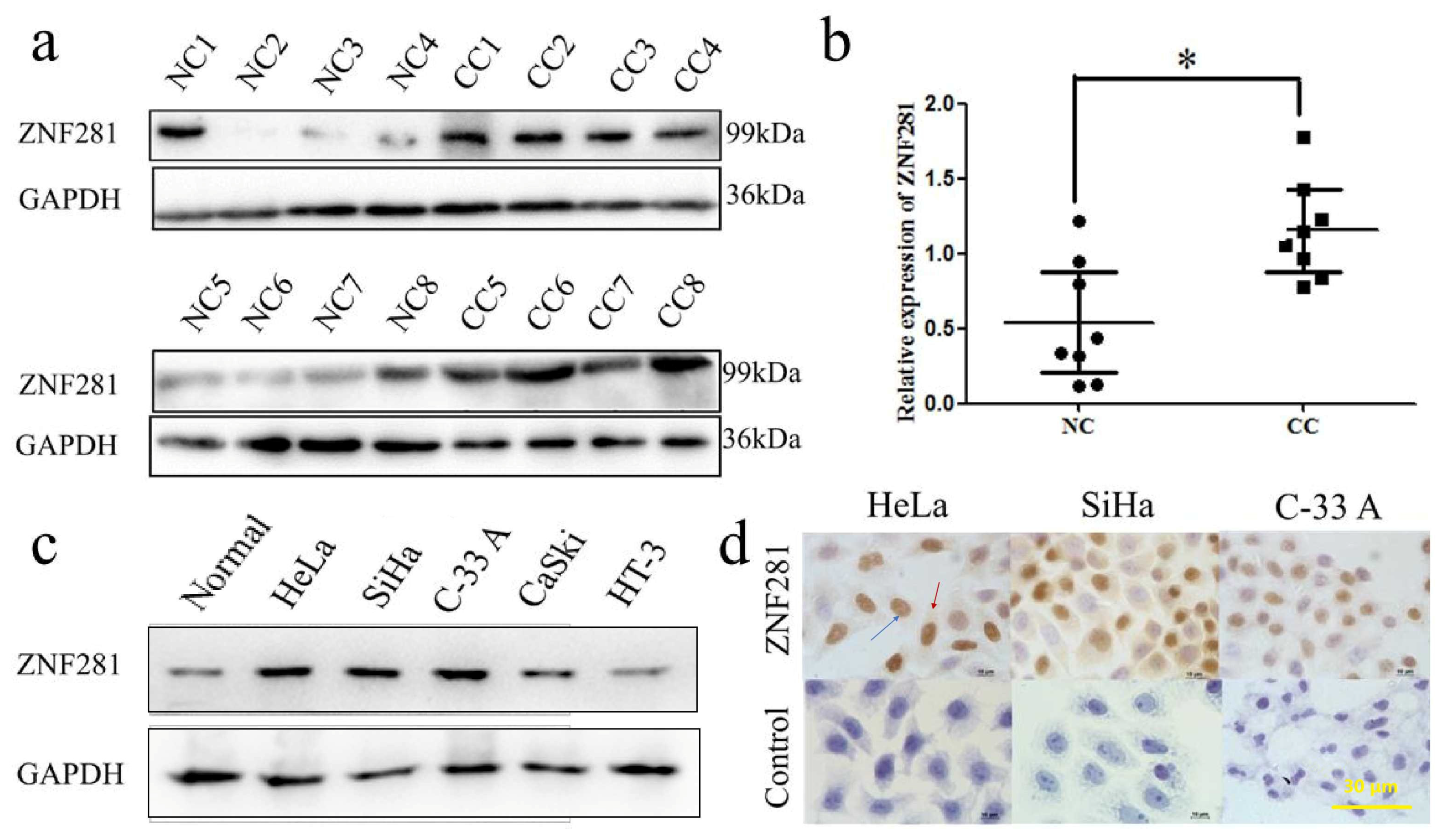 Cancers 16 03717 g001