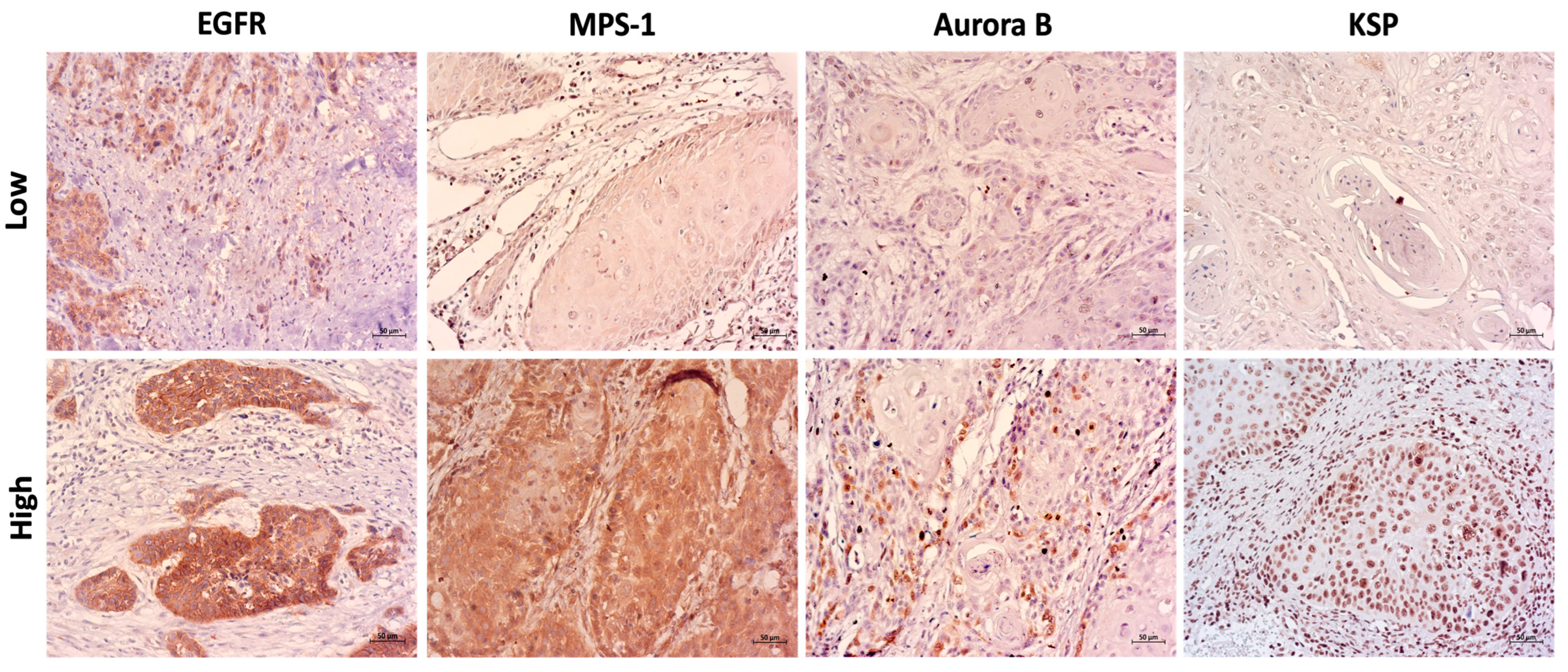 Cancers 16 03732 g004