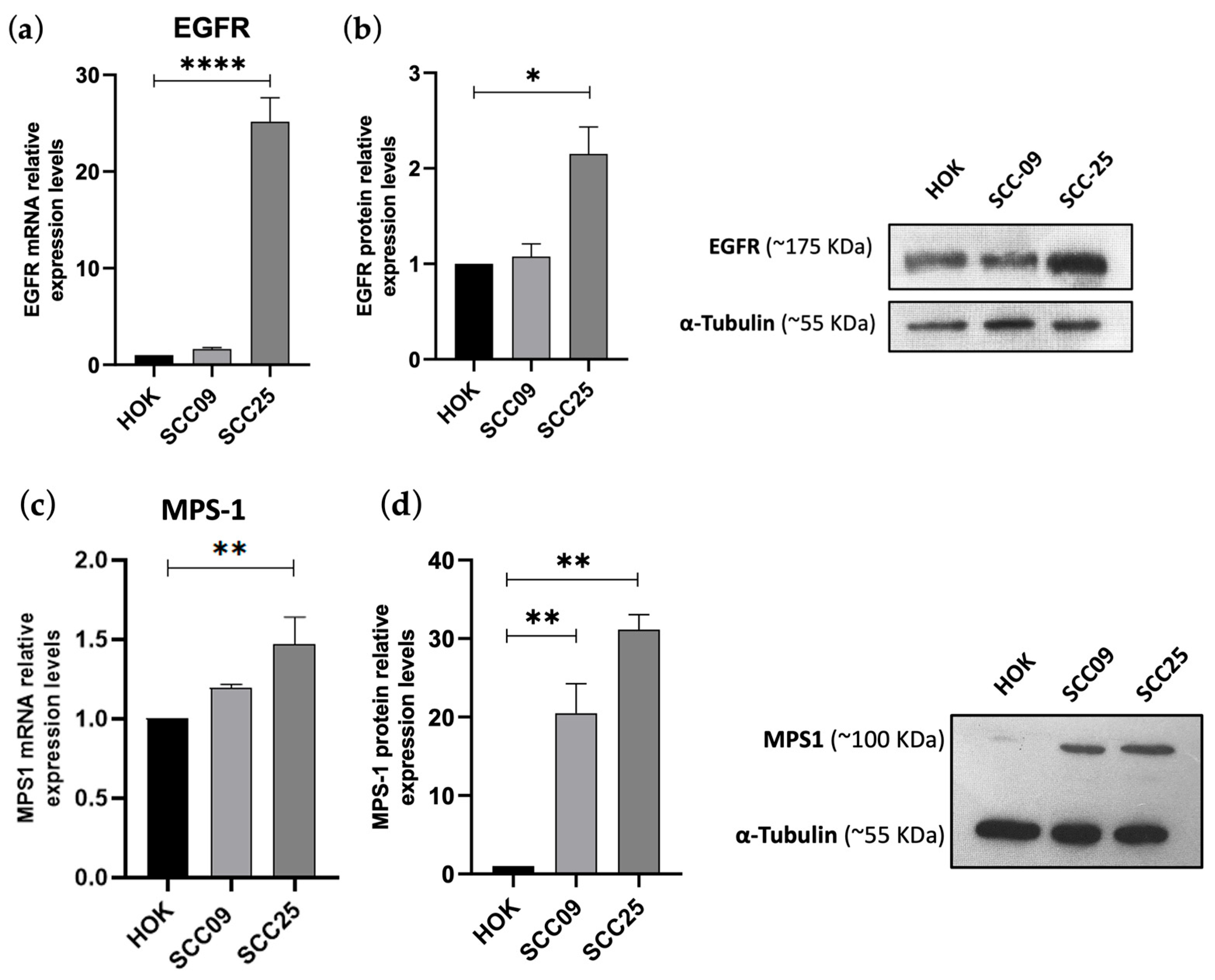 Cancers 16 03732 g006