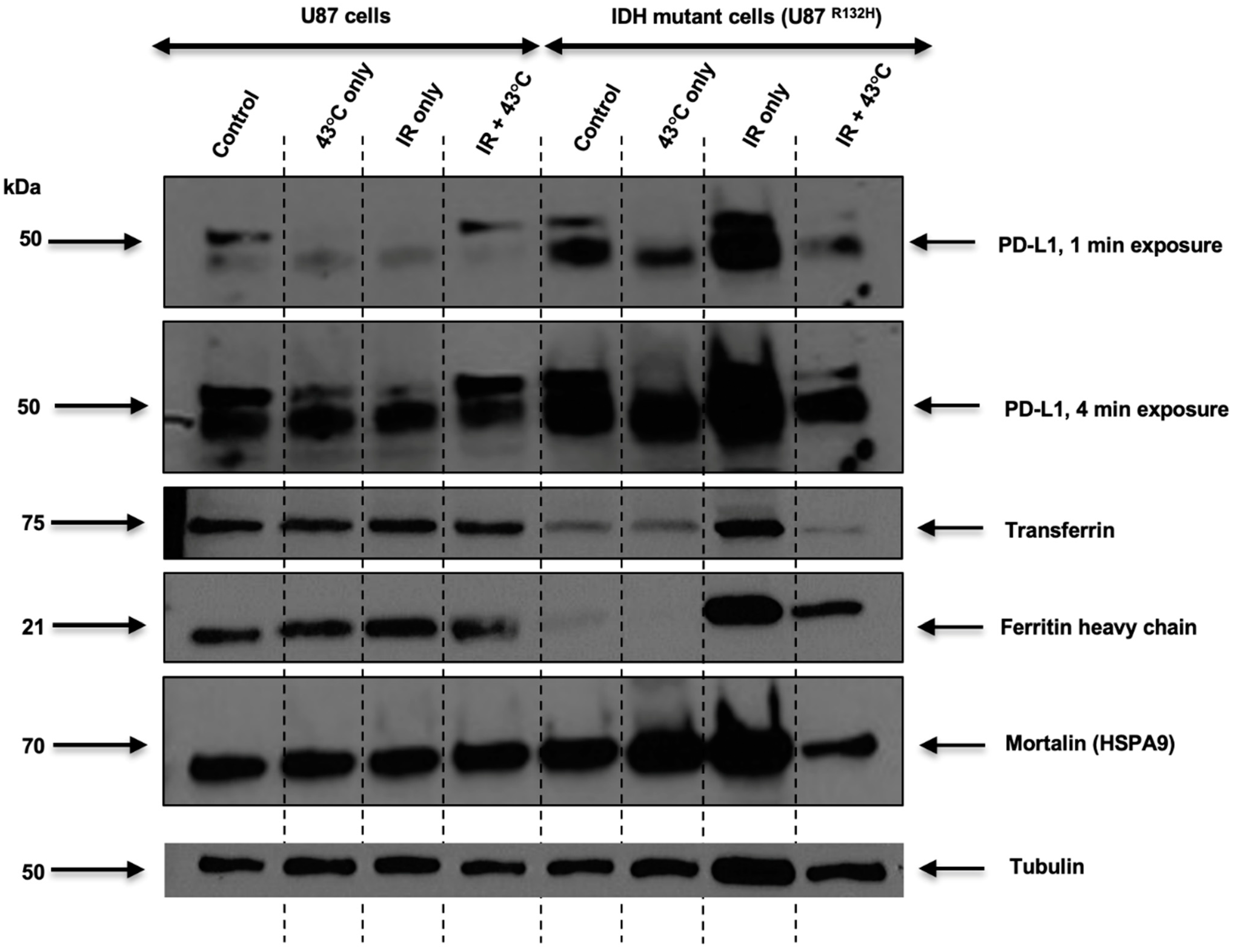 Cancers 16 03736 g003