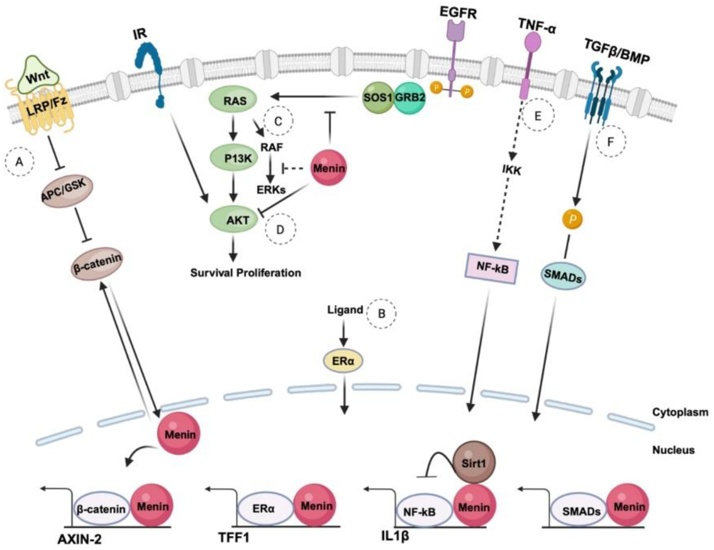 Cancers 16 03743 g002