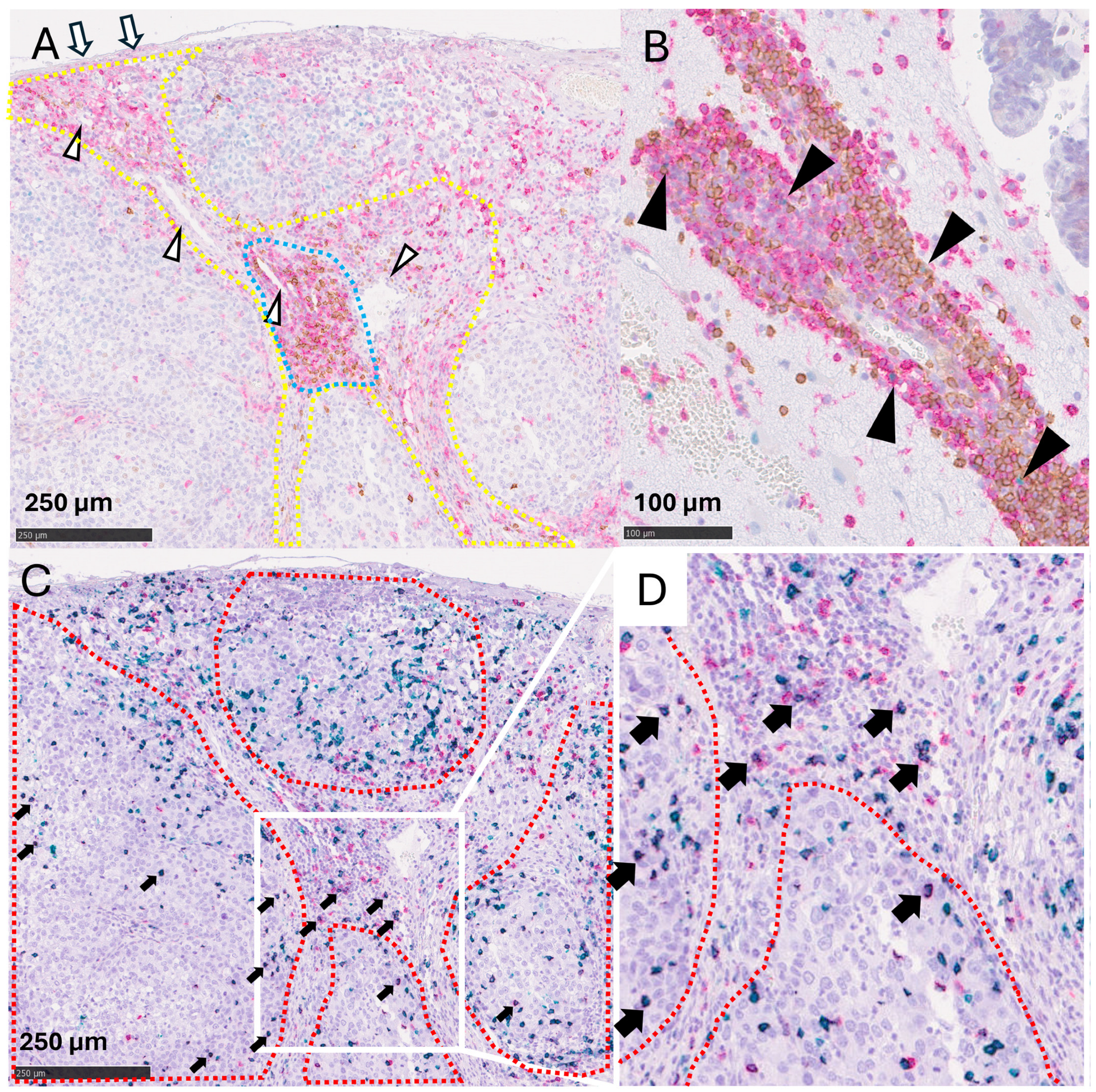 Cancers 16 03765 g001