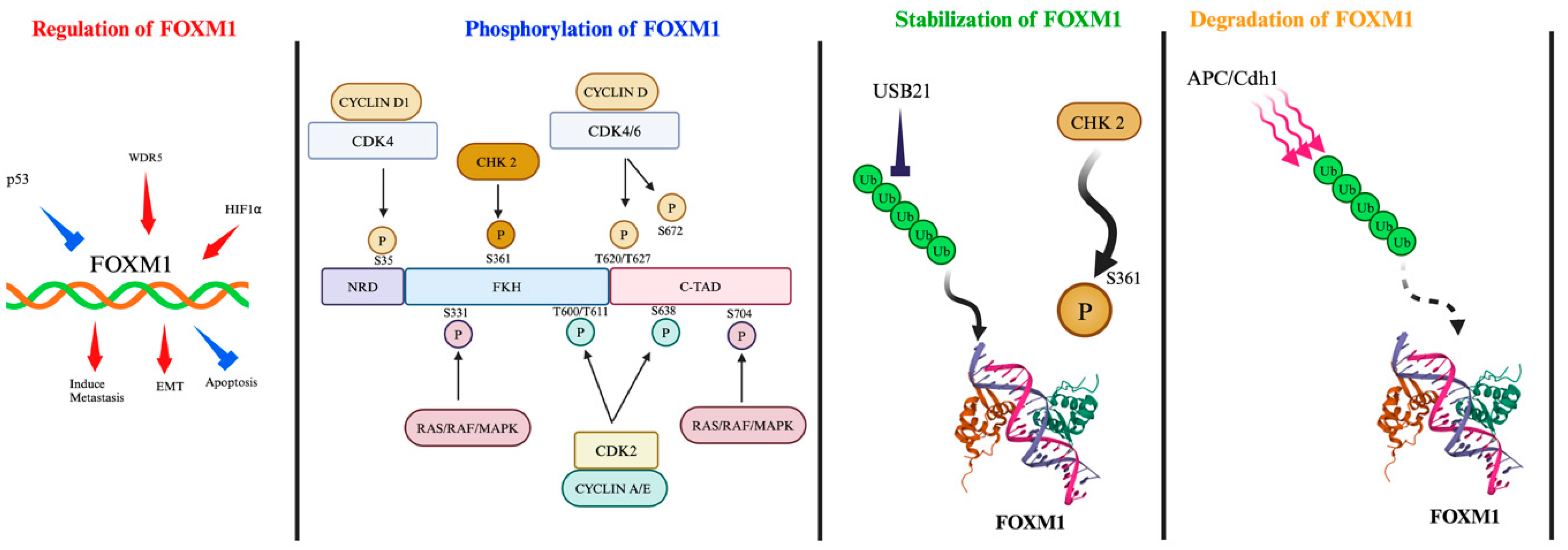 Cancers 16 03823 g001
