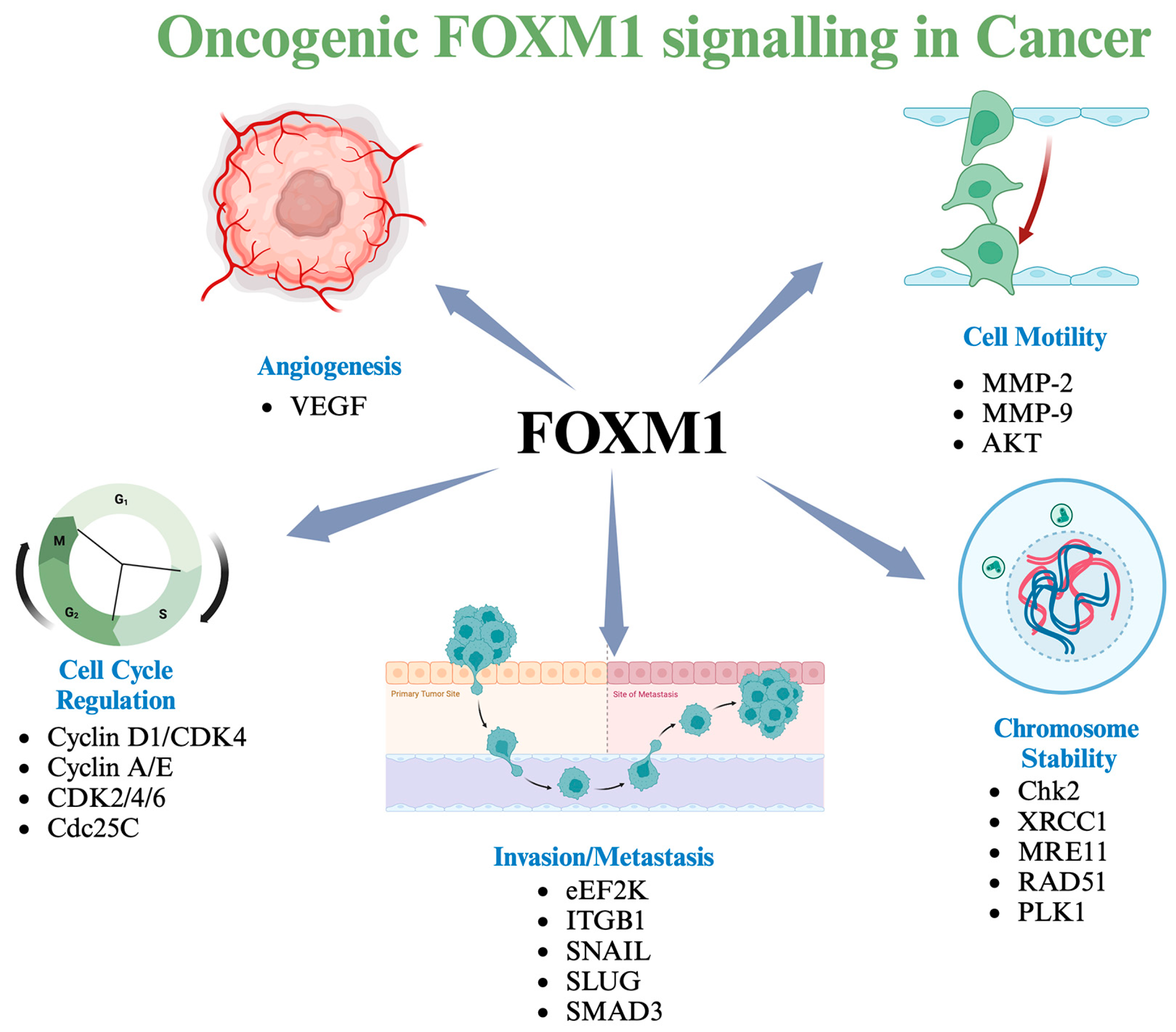 Cancers 16 03823 g002