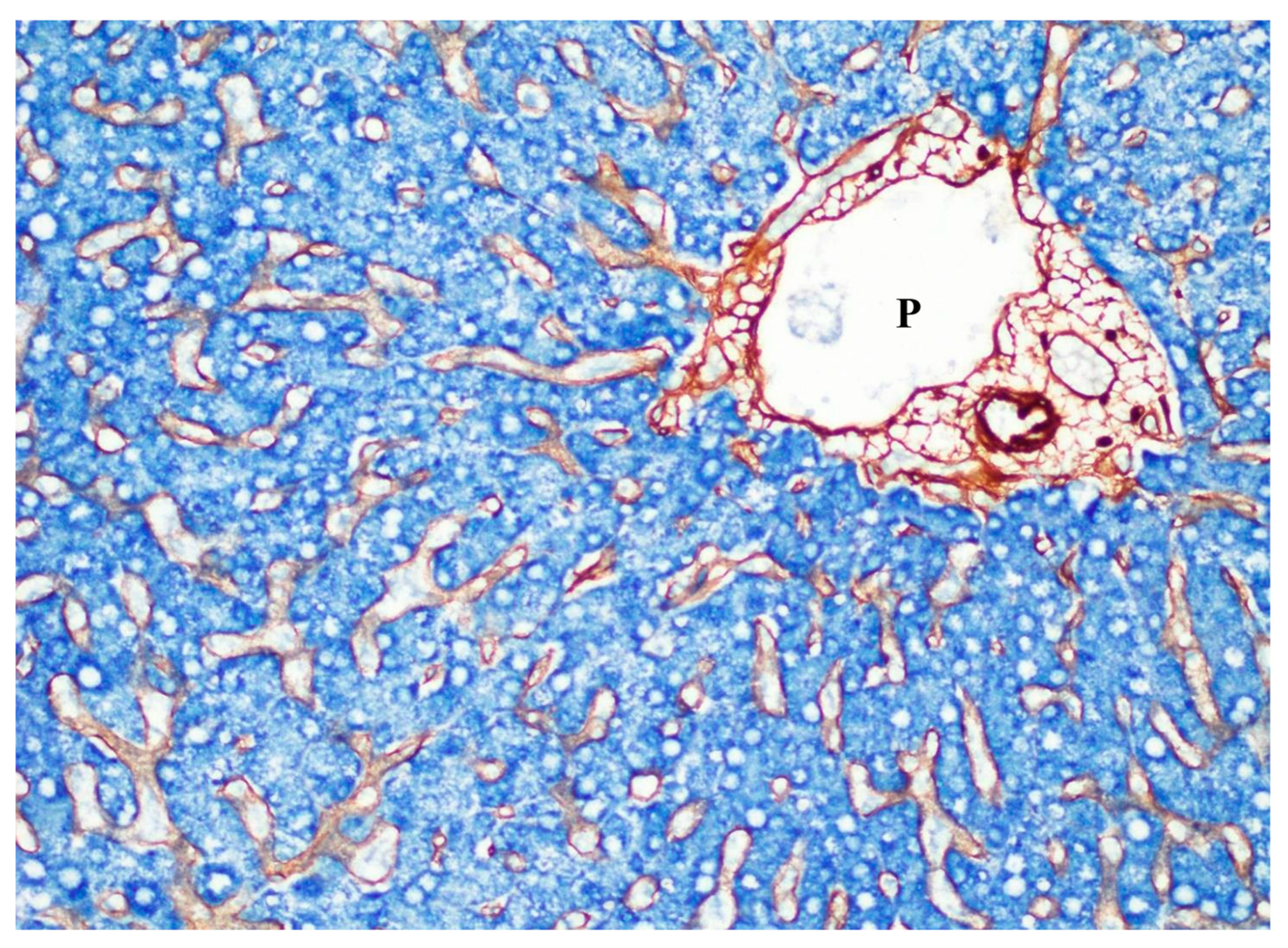 Cancers 16 03869 g007