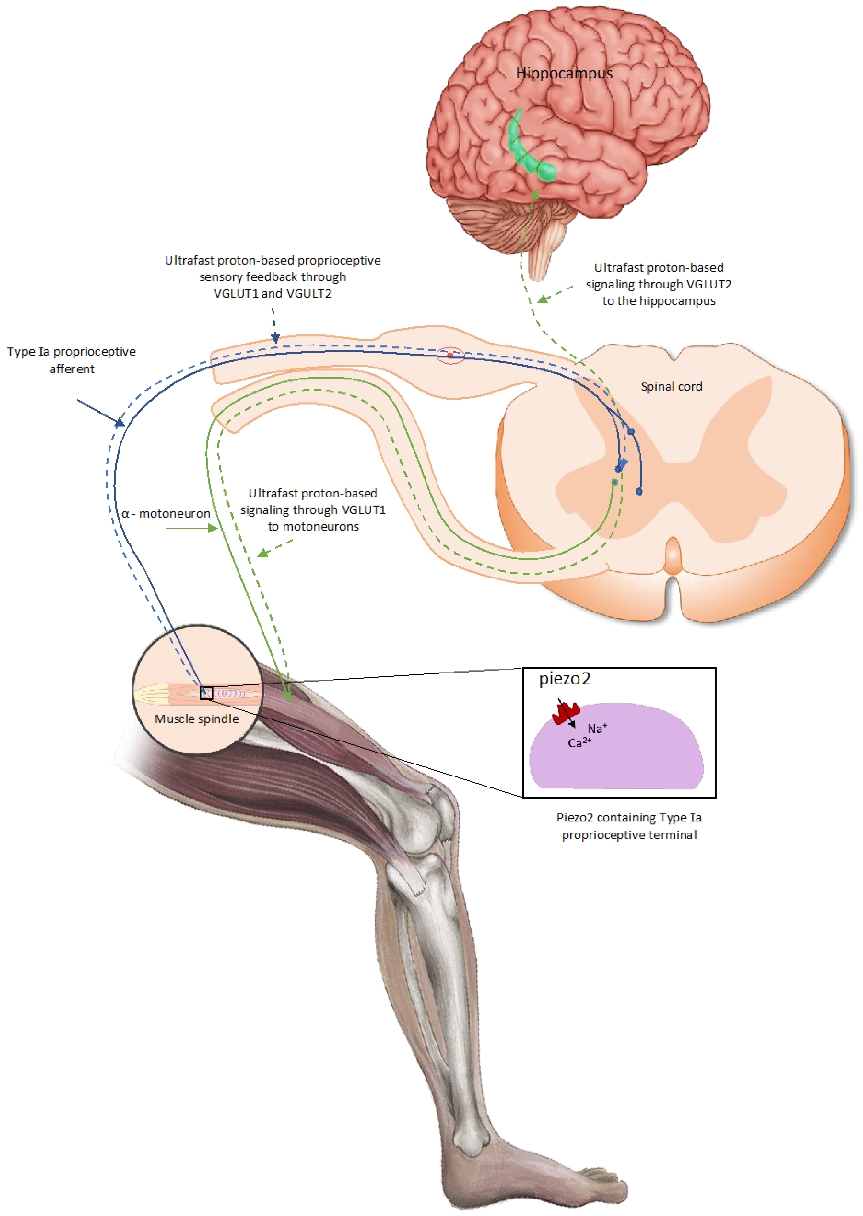 Cancers 16 03898 g001