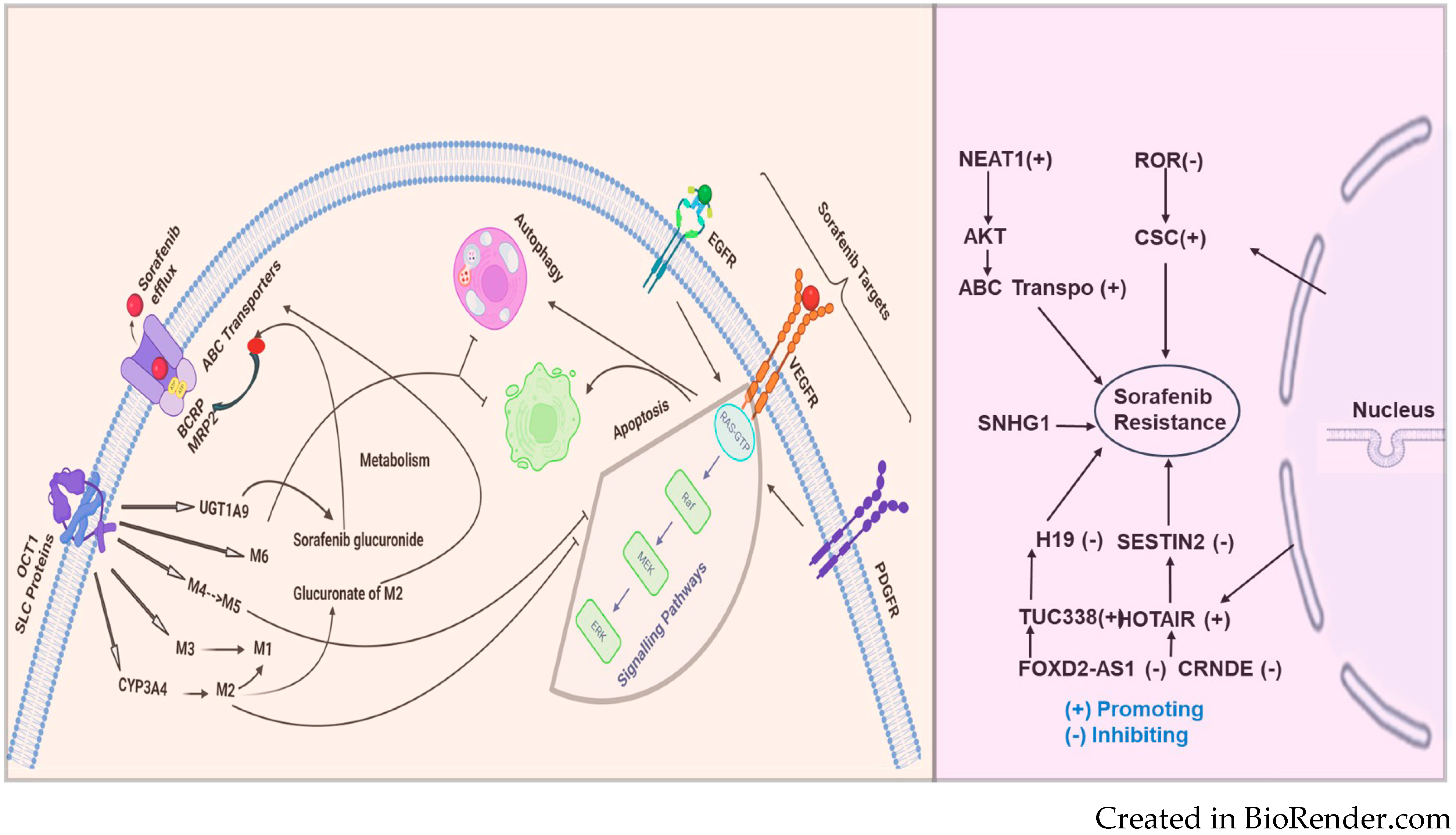Cancers 16 03904 g001